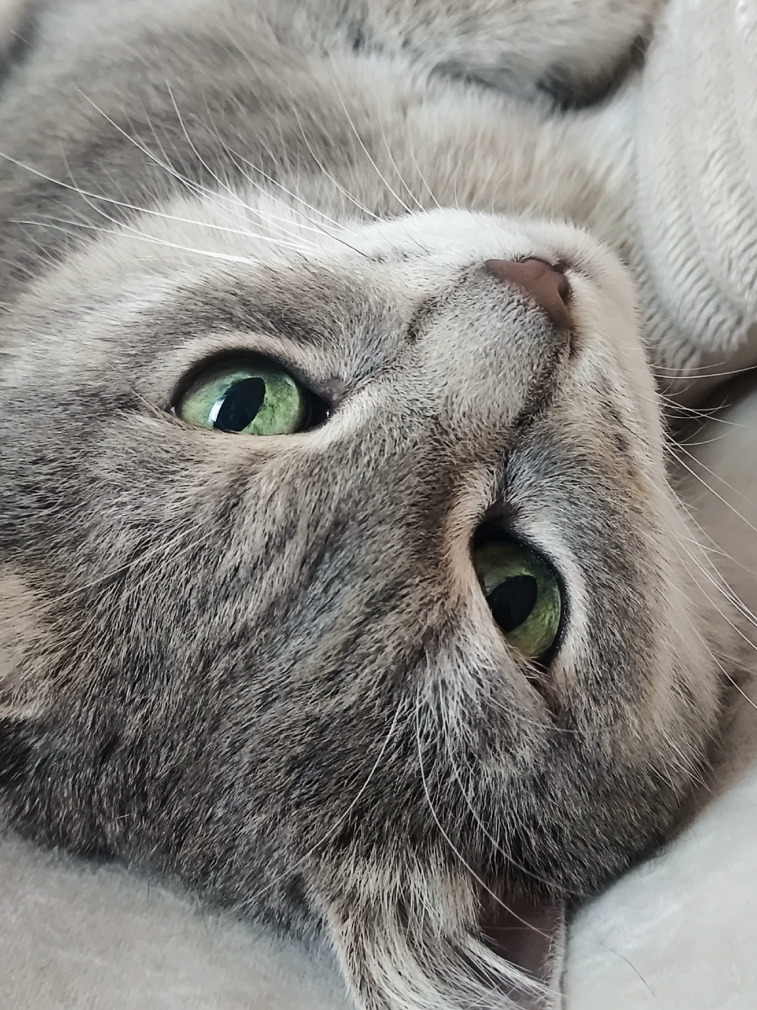 This is a close-up, high-angle, eye-level shot of a cat's face. The cat is lying on its back and appears to be relaxed, with its eyes wide open and green. The cat's fur is gray with darker stripes. The background is blurry and appears to be a light-colored, textured surface. The image does not contain any information about a specific location in a city.