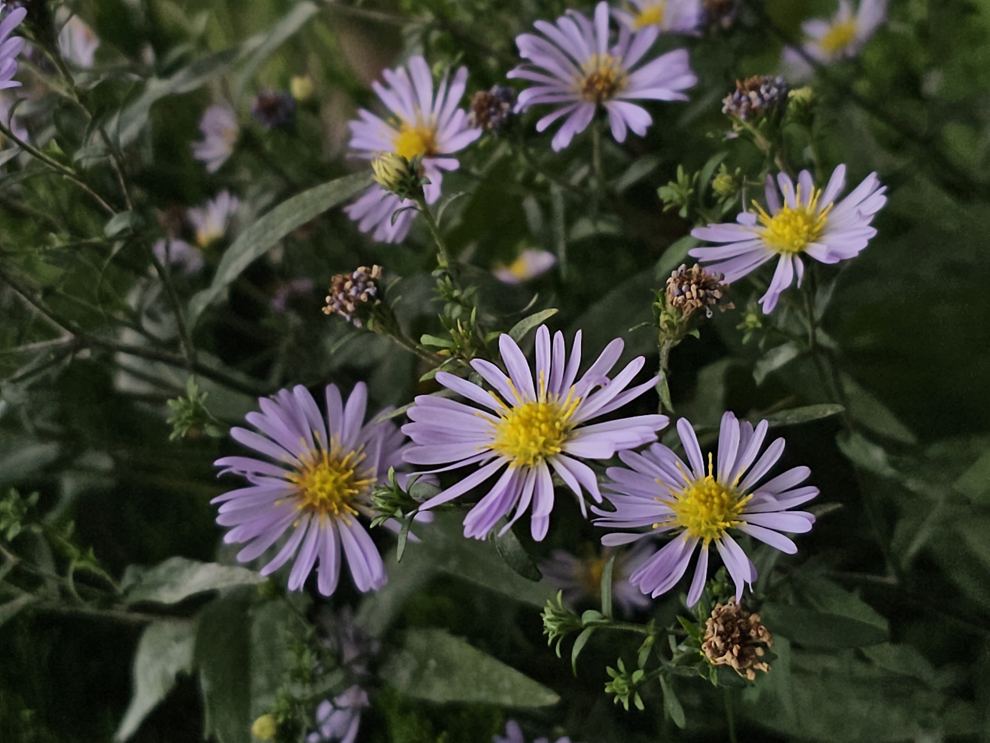 The image is a close-up, low-angle shot of several light purple asters with bright yellow centers. The flowers are clustered amongst dark green foliage, with some dried, brown seed heads visible. The background is a bokeh of green and dark shadows, suggesting an outdoor, natural setting. There are no people or visible actions. The image does not contain any information that would place it in Odintsovo, Russia.