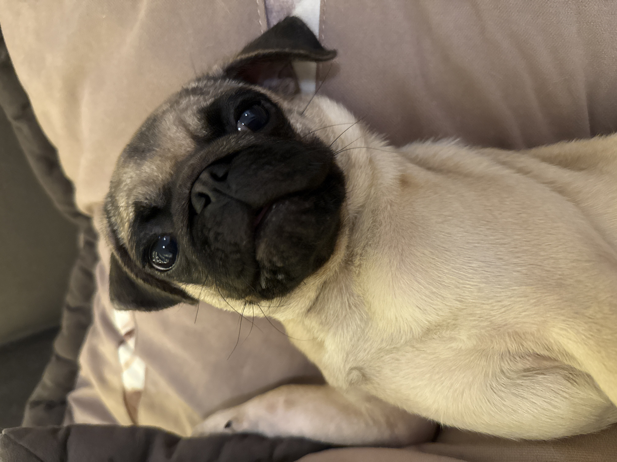 An extreme close-up shot captures a fawn-colored pug puppy lying on a soft, textured surface. The puppy's face is turned towards the viewer, with its dark, soulful eyes looking directly into the camera. Its black muzzle is wrinkled, and its ears are soft and floppy. The background is composed of the same plush material, suggesting the puppy is in a comfortable resting place, possibly a bed or a sofa. The lighting is soft and natural, highlighting the puppy's fur and features. No specific location within a city is discernible from the image.