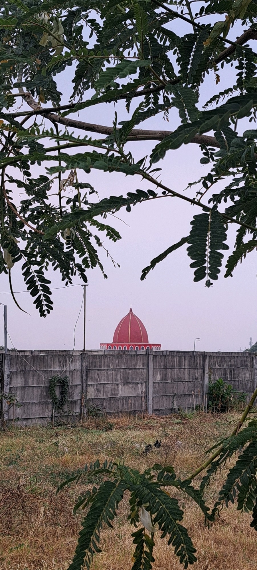 A red domed building with gold trim is visible behind a gray concrete fence in Ketanireng, Indonesia. The building's dome is the primary focal point, with its vibrant color and ornate decoration contrasting with the muted tones of the surroundings. The fence, made of precast concrete panels, stretches across the middle ground of the image, obscuring the lower portion of the building. The foreground is dominated by dry, unkempt grass and foliage, with leafy branches of a tree partially obscuring the view of the fence and building, suggesting a natural or undeveloped area. The sky is overcast and pale, indicating a subdued lighting condition, possibly early morning or late afternoon. There are no people visible in the scene, and no apparent actions or interactions are taking place. The overall impression is one of stillness and observation, with the striking architecture of the building hinting at a place of significance within the landscape.