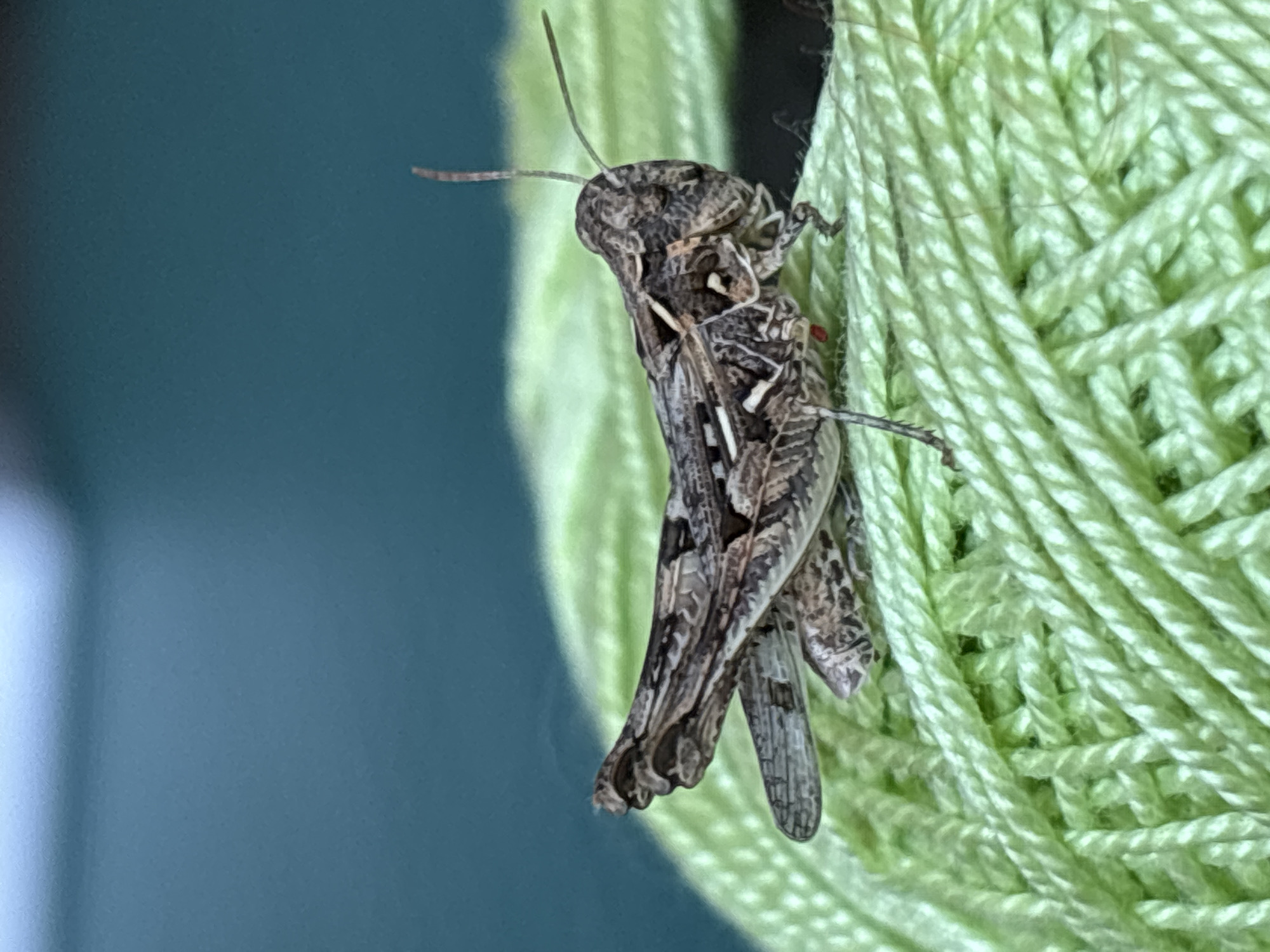 A close-up, side-profile shot captures a camouflaged grasshopper perched on a bundle of vibrant green yarn. The grasshopper, primarily brown and gray with intricate patterns, is positioned horizontally, its body slightly curved. Its long hind legs are tucked beneath it, while its delicate front legs are visible, along with its antennae. The yarn, made of thick, twisted strands, forms a textured, undulating surface that supports the insect. The background is a soft, out-of-focus wash of deep teal, suggesting an outdoor setting or a dark surface behind the subject. No people are present in the image. The image was taken in Coslada, Spain.