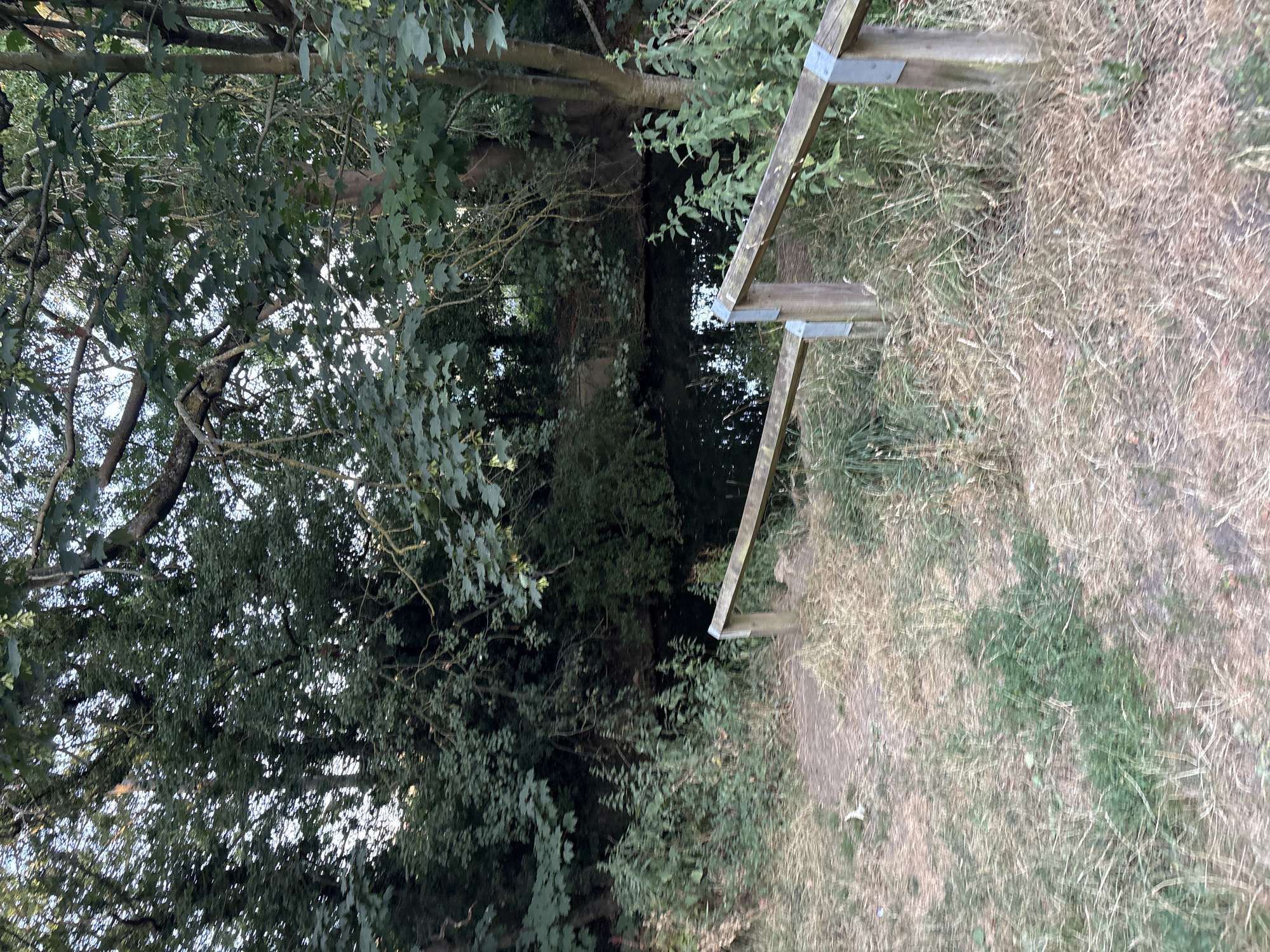 The image depicts a rustic scene, likely in a park or natural area, with a body of dark water visible in the background, bordered by dense green foliage and trees. In the foreground, a wooden handrail with metal brackets guides a path. The ground is covered in dry, patchy grass and some green vegetation. The overall impression is one of a tranquil, somewhat overgrown, outdoor environment. There are no people or discernible animals present in the image. The lighting suggests it is late afternoon or early evening. While the image is detailed, there are no specific landmarks or clues that definitively place it within Chelmsford, United Kingdom.