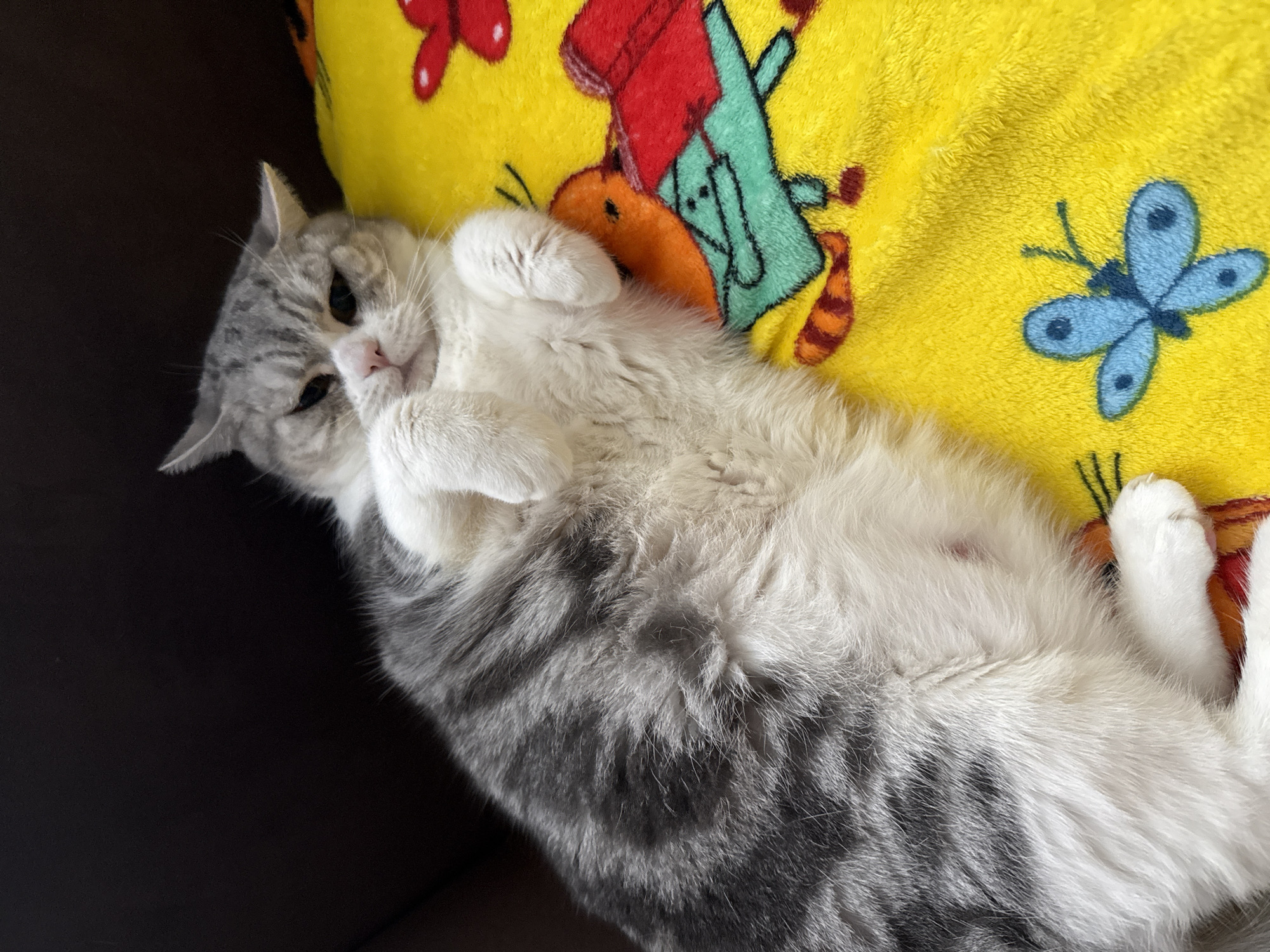 A cat is lying on its back on a yellow pillow. The cat is primarily white with gray tabby markings, especially on its back. The cat has its paws curled up near its face. The pillow has cartoon images of animals, including a butterfly. The location is unknown and not evident in the image. The city of Chaikovsky, Russia is not evident in the image.