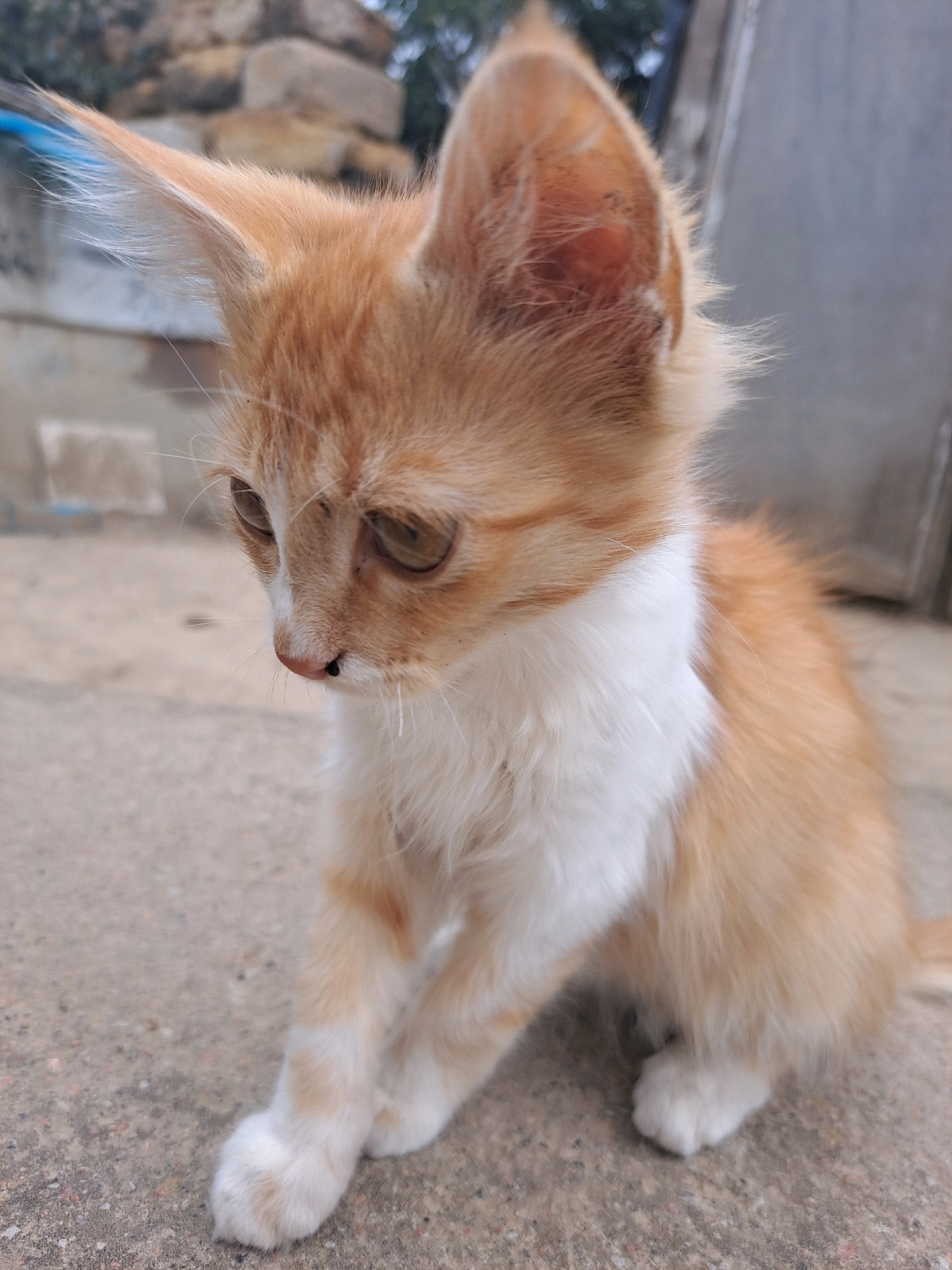 An orange and white kitten sits on a concrete surface outdoors. The kitten is facing left with its head slightly lowered, and its eyes are partially closed. Its ears are large and pointed, with the right ear slightly tilted. The kitten has white fur on its chest and paws, and orange fur elsewhere. The background is out of focus and appears to be an outdoor setting with some brickwork and a grey wall. The image was captured in Vypasne, Ukraine.