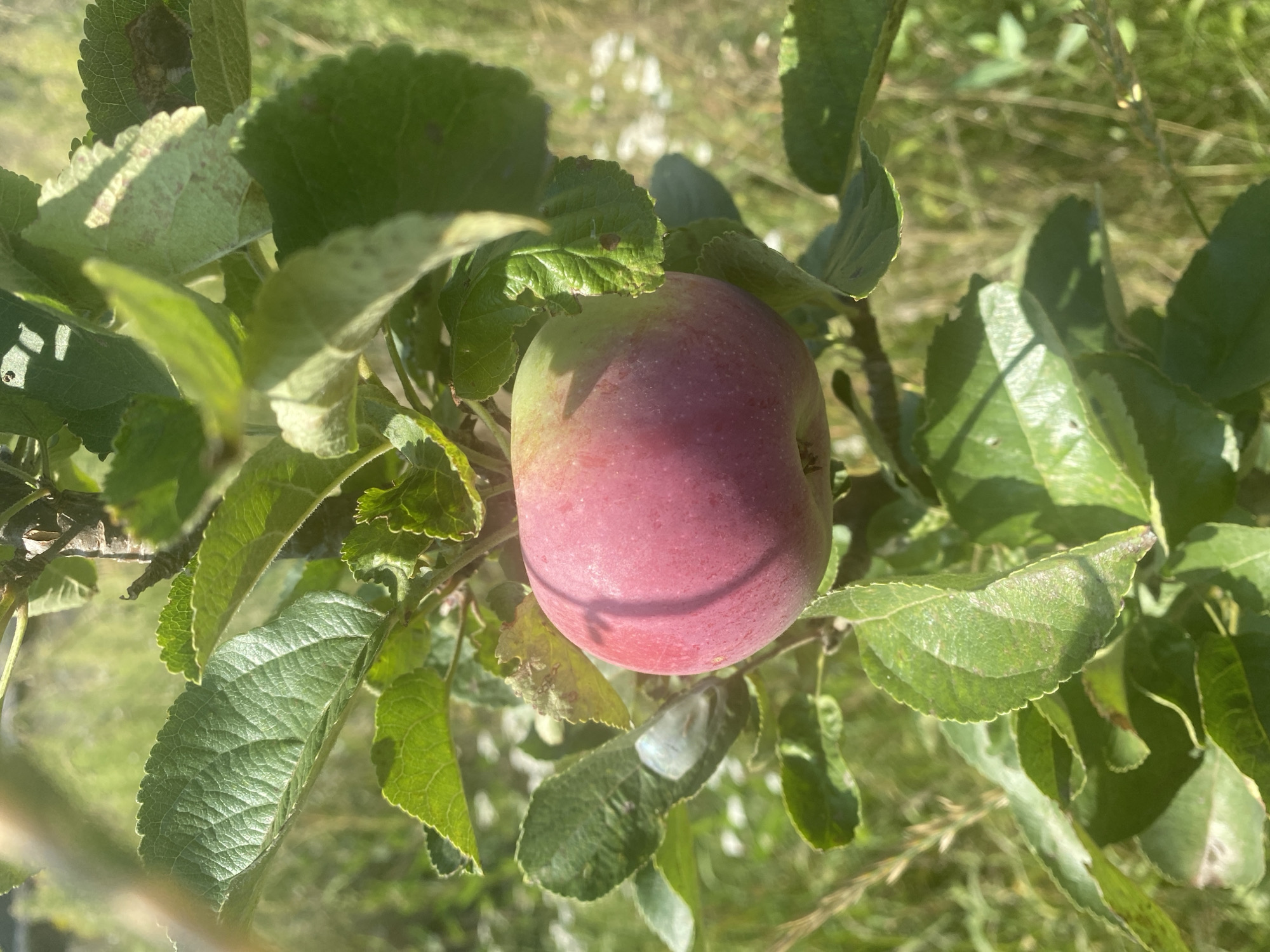 An apple, predominantly red with some green blush, hangs from a branch of an apple tree. The apple is surrounded by green leaves, some of which show signs of browning or spotting. The background consists of a soft-focus natural environment with tall grasses and possibly some small white flowers, suggesting an outdoor setting. The lighting indicates it is daytime, likely a sunny day, with dappled sunlight filtering through the leaves. The image is captured in a close-up, detailed view of the apple and its immediate surroundings, without any human presence. The general location is within the territory of Воўчынскі сельскі Савет, Belarus.