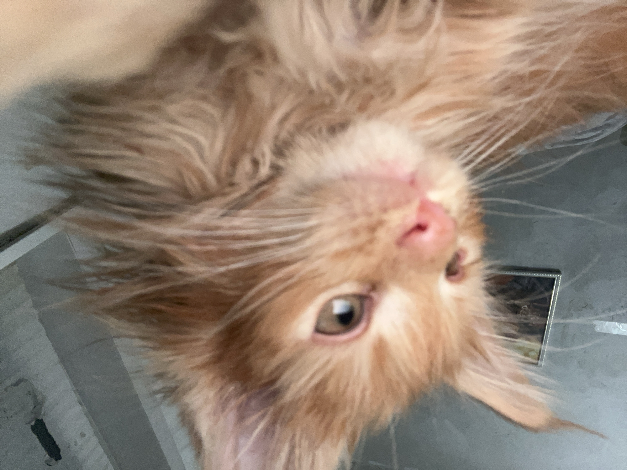 This is a close-up, low-angle, indoor, eye-level shot of an orange kitten with fluffy fur. The kitten's face is the primary focus, with its head turned slightly to the left and its gaze directed forward. Its eyes are partially open, with a subtle reflection visible in the left eye. The kitten's nose is pink and appears moist. Long, white whiskers extend outwards from its muzzle. The background is blurred and appears to be a wall with a faint reflection of a framed picture on the left side. The lighting is soft and natural, creating a gentle illumination on the kitten's face. The overall impression is one of intimacy and innocence.