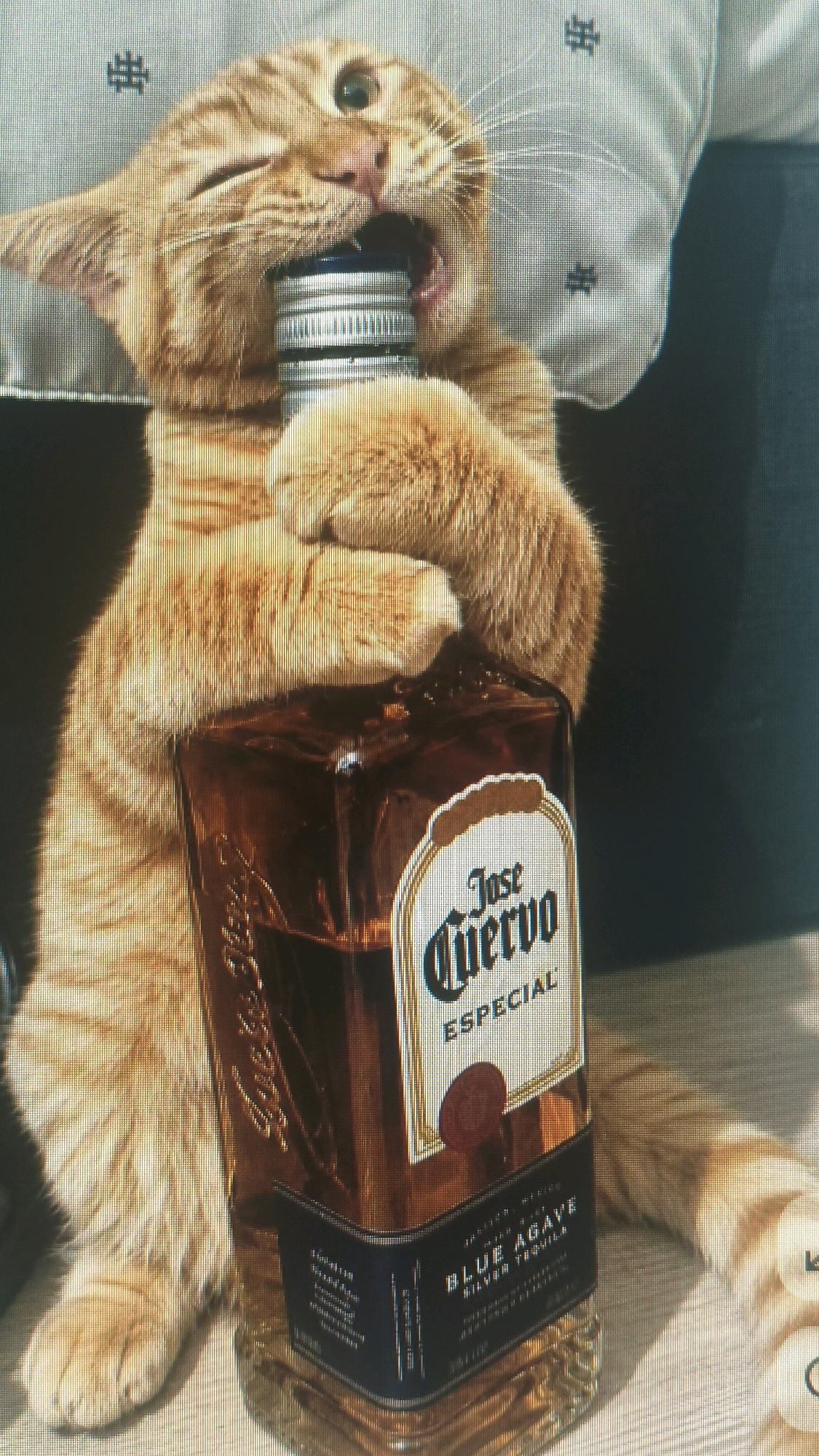 The image shows an orange tabby cat biting the cap of a bottle of Jose Cuervo Especial Silver Tequila. The cat is holding the bottle with its paws. The bottle is made of glass and contains amber-colored liquid. The background is a light-colored patterned fabric, possibly a cushion or a blanket. There are no identifiable geographical features or indications of location in Mehnatabad, Uzbekistan.