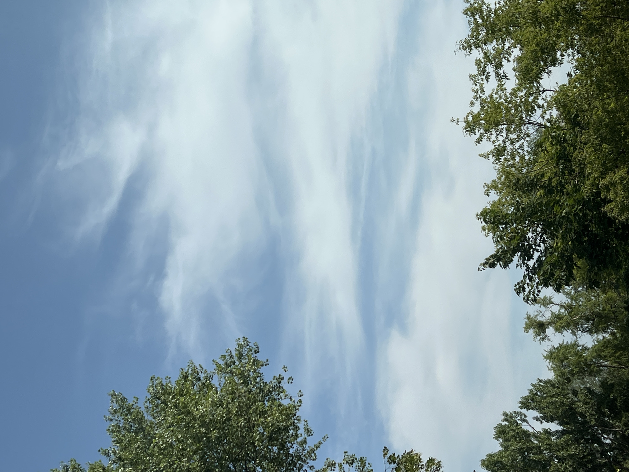 The image shows a canopy of green trees against a blue sky with scattered white clouds. The trees are dense and leafy, with branches reaching upwards. The sky is bright, suggesting daylight. The scene is likely an outdoor natural setting within a city, possibly a park or a treelined street in Warsaw, Poland, given the context of the request. No people or specific identifiable landmarks are visible.
