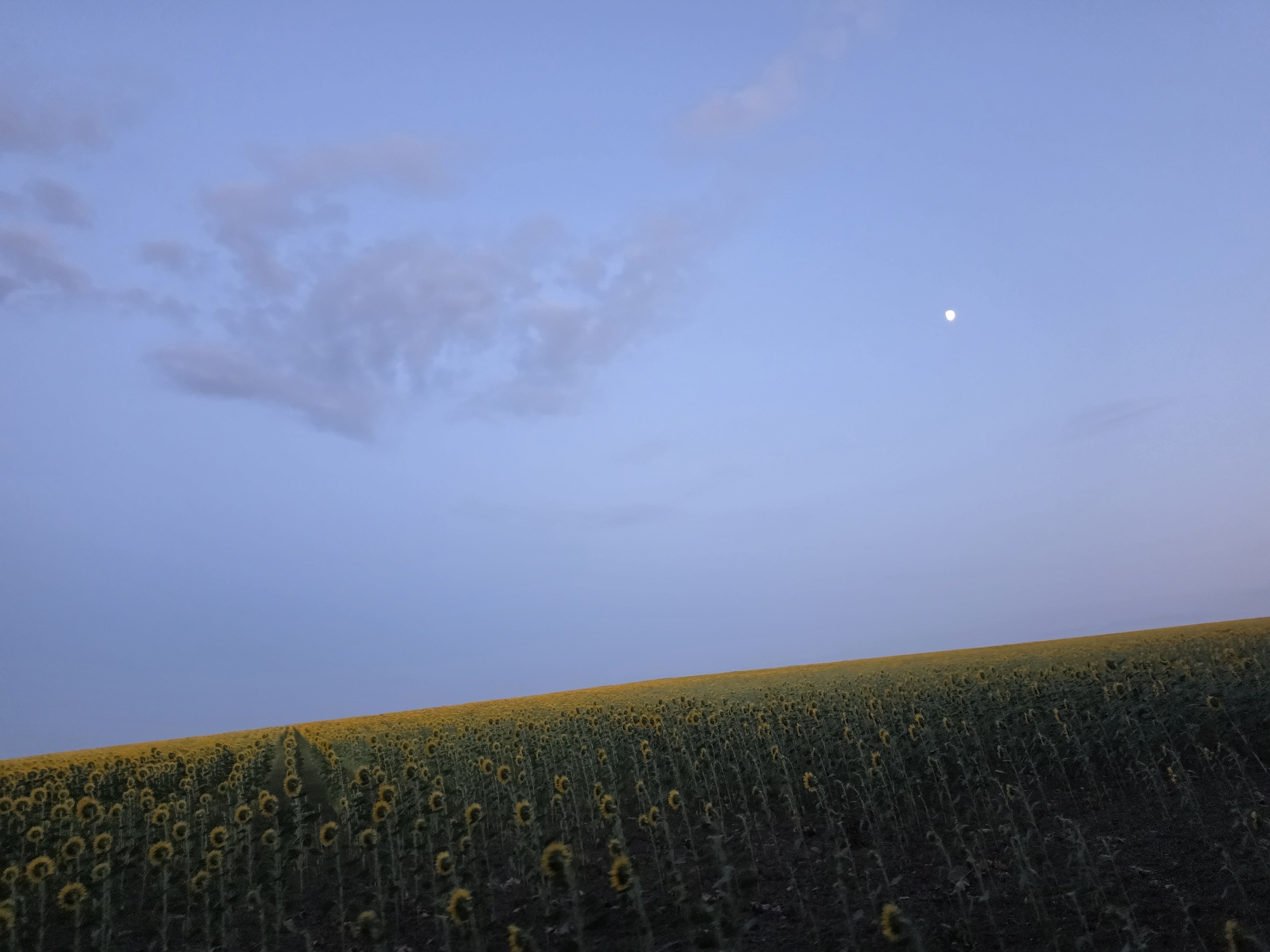 An outdoor, low-angle, full shot captures a vast, rolling field of sunflowers under a dusky, twilight sky. The sky is a gradient of soft blue and purple hues, with a faint, small white moon visible in the upper right quadrant. A few wispy clouds are scattered across the left side of the sky. The horizon line, formed by the edge of the sunflower field against the sky, is slightly curved, suggesting the gentle slope of the land. The field itself is densely packed with sunflowers, their dark green stalks and leaves contrasting with the bright yellow petals that extend into the distance. The sunflowers are facing in various directions, some looking upwards and others downwards, creating a textured and dynamic visual. The lighting is dim, consistent with twilight, casting a muted glow over the entire scene. The ground in the foreground is dark and indistinct. There are no people or animals visible in the frame.