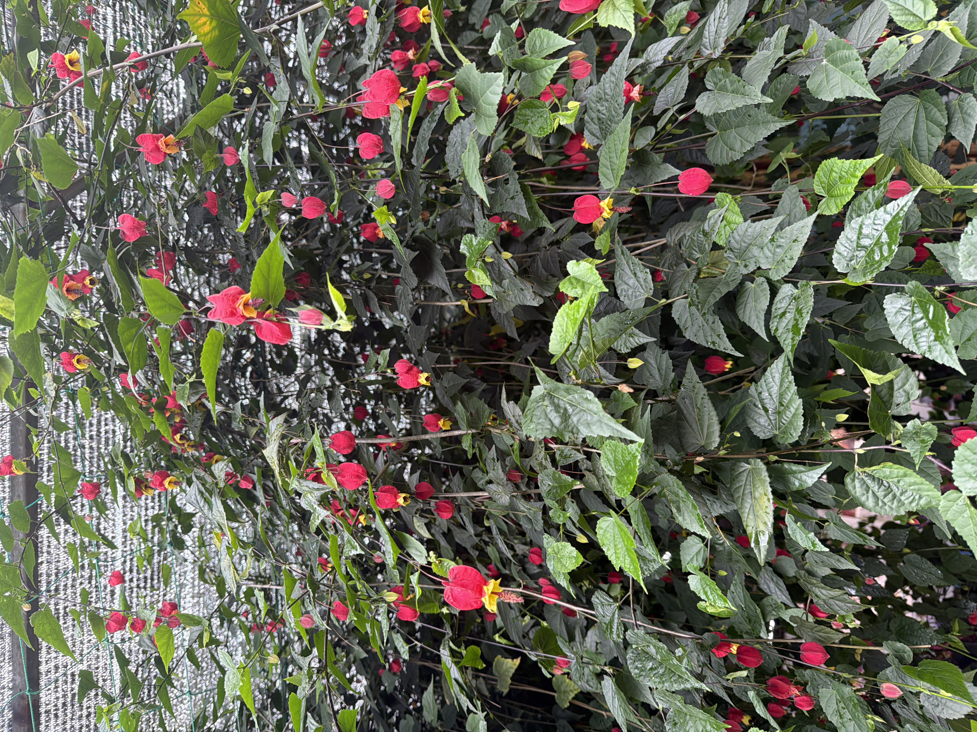 This is a medium-shot, eye-level, full-frame photograph of a dense bush covered in dark green leaves and numerous bright red, bell-shaped flowers with yellow centers. The flowers hang downwards from thin stems. The bush is outdoors, likely in a garden or greenhouse, as indicated by the out-of-focus mesh-like structure visible in the upper background, which appears to be a shade cloth or netting. The lighting is diffuse, suggesting an overcast day or filtered sunlight. There are no people or animals visible in the image. The scene is located in Đạ Cháy, Vietnam.