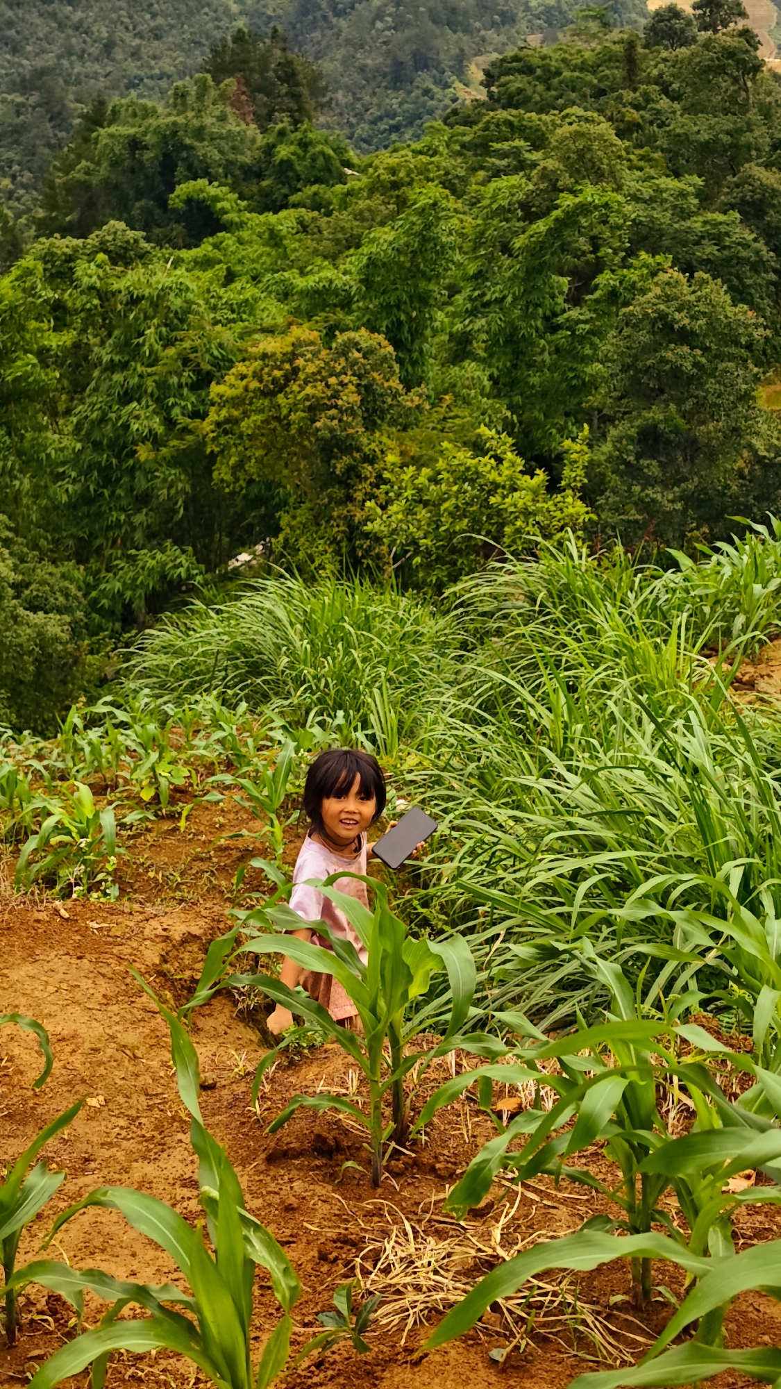 The image depicts a young child in a rural, mountainous agricultural setting in Pung Luong, Vietnam. In the lower-middle section, a young child, likely a girl, with dark hair and a light-colored top, stands on reddish-brown soil amidst young maize (corn) plants. She holds a dark, rectangular object, consistent with a smartphone, in her left hand and gazes directly at the viewer with an open-mouthed smile. Her bare feet are partially visible. To her right and extending into the midground, a dense patch of tall green grass or weeds grows alongside the cultivated area. The foreground features additional young maize plants. The background consists of densely forested hills and mountains, characterized by various shades of green foliage under an overcast or hazy sky. The overall scene suggests a cultivated plot on a slope, transitioning to natural forest.