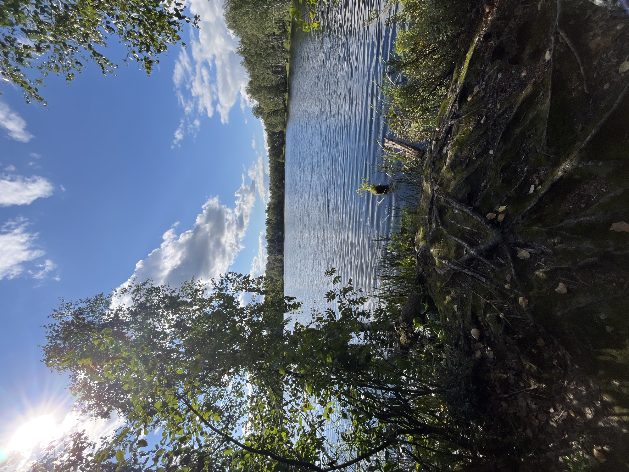 The image depicts a serene natural landscape with a calm lake bordered by a dense forest. The foreground is characterized by exposed tree roots and moss-covered earth, suggesting a natural, undisturbed bank. Lush green foliage frames the scene from the left and right, with sunlight filtering through the leaves. The lake's surface is slightly rippled, reflecting the blue sky dotted with white clouds. A few fallen logs and some reeds are visible near the water's edge. The distant shore is lined with a continuous line of trees, primarily birches, forming a dense forest. The sun is high in the sky, casting a bright light and creating sunburst effects through the leaves. No people or man-made structures are visible, indicating a remote, natural setting. The image does not provide any specific visual cues to pinpoint its location within the city of Нагорный, Russia.