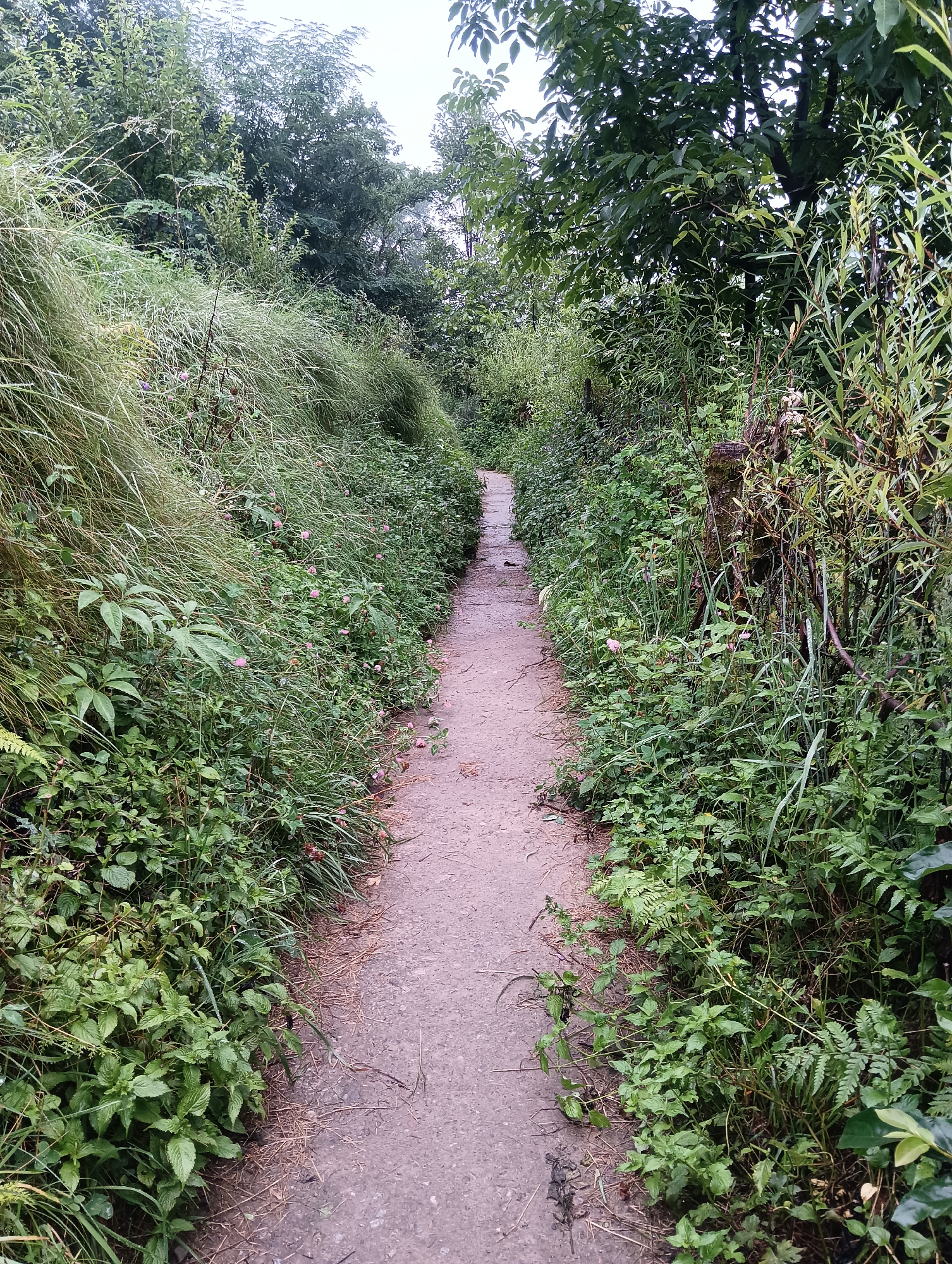 The image depicts a narrow, unpaved footpath winding through dense green vegetation. The path appears to be made of compacted dirt or gravel and is bordered on both sides by a profusion of plants, including tall grasses, leafy shrubs, and some small pink wildflowers. Trees with full canopies overhang the path, creating a shaded and somewhat secluded atmosphere. The foliage is lush and appears to be damp, possibly from recent rain or dew. The overall scene suggests a natural, undeveloped area, consistent with a hiking trail or a less-trafficked path within a natural park or forest. Given the context of Manali, India, this scene is likely a trail in the surrounding hills or forests, possibly leading to or from a natural attraction. No people or animals are visible in the frame.