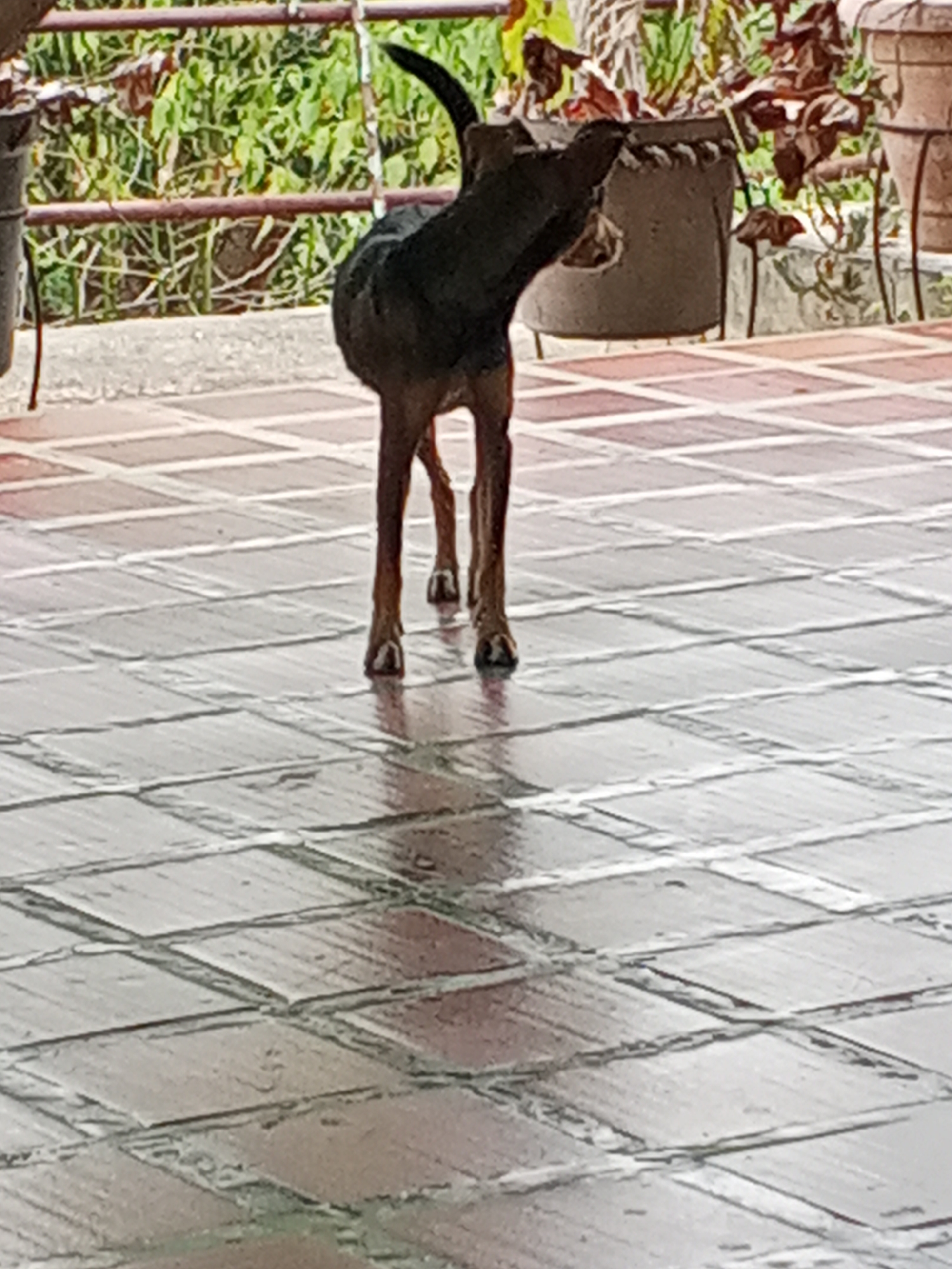 A black and brown dog stands on a tiled patio. Potted plants line the patio edge. The location is Tinaquillo, Venezuela.