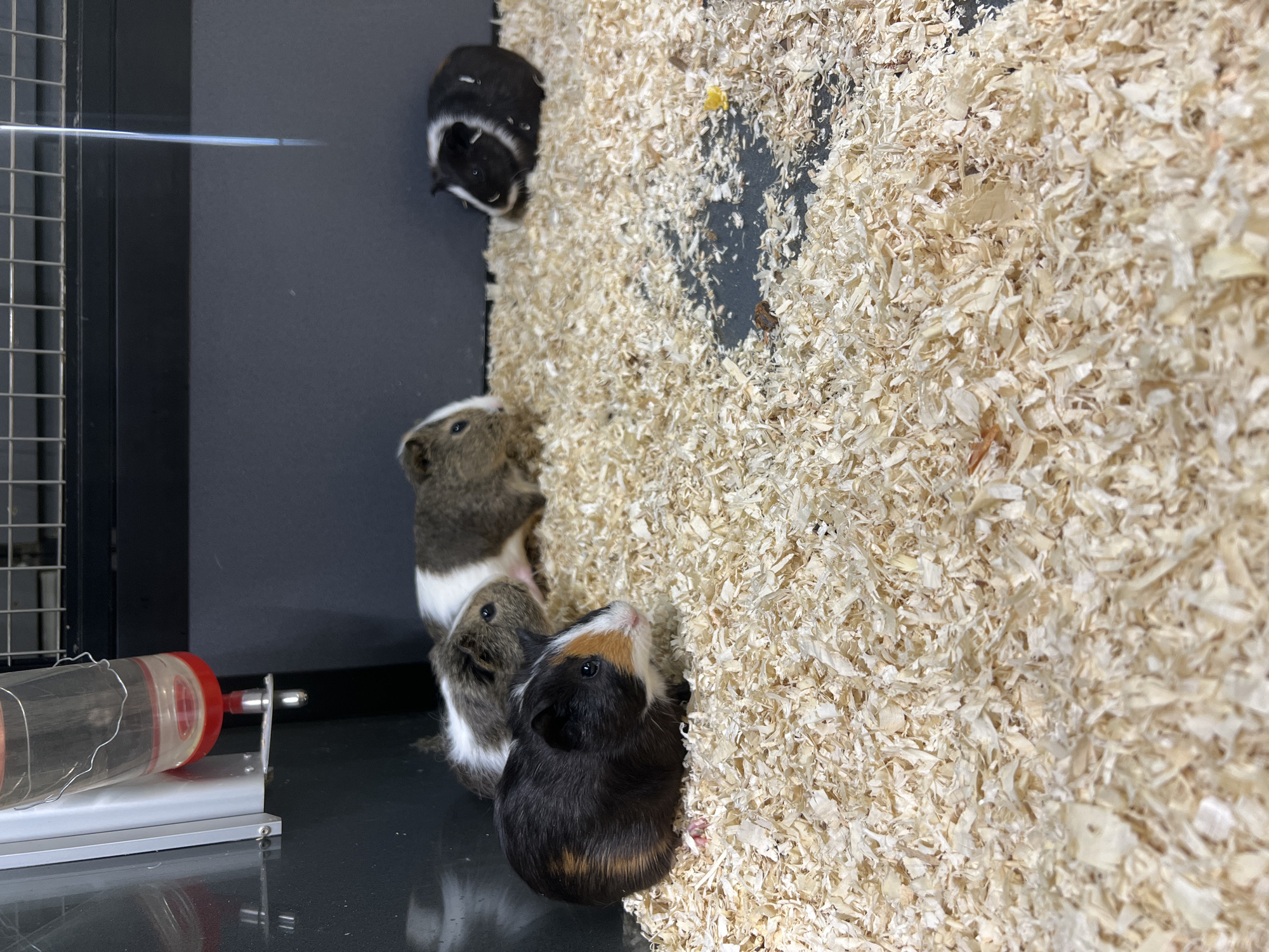 This image captures four guinea pigs within an enclosure. The guinea pigs exhibit varied coat colors and patterns. At the top, a black and white guinea pig is partially visible near a bed of wood shavings. Below it, a brown and white guinea pig is seen from a side profile, looking towards the right. In the foreground, a tri-color guinea pig (black, brown, and white) is prominent, looking upwards and towards the right, its face close to the shavings. Another brown and white guinea pig is partially visible behind it.
The right side of the frame is covered extensively with light-colored wood shavings, serving as bedding. The left side features a dark gray wall of the enclosure, partially obscured by a wire grid. A clear water bottle with a red cap and a metal spout is positioned on the lower left, attached to a silver stand. The guinea pigs appear to be actively exploring their environment, possibly sniffing or interacting with the bedding material. The setting is indoors, with no discernible time of day or weather conditions. No text is visible in the image.