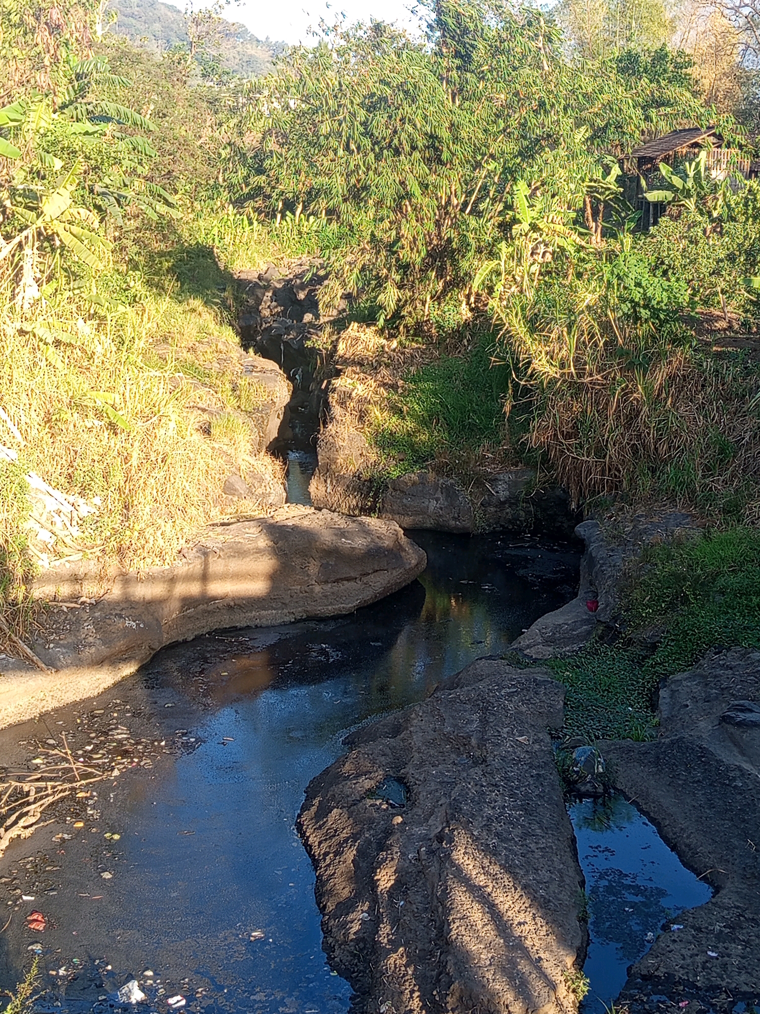 The image depicts a narrow, rocky stream with dark, murky water flowing through a lush, overgrown environment. The stream banks are lined with rocks and dense vegetation, including tall grasses, banana trees, and bamboo. Sunlight filters through the foliage, casting shadows on the water and rocks. In the background, a small, wooden structure with a thatched roof is visible amidst the trees. The water in the stream contains debris, including plastic waste and organic matter, suggesting a potential environmental issue. The overall scene is one of natural beauty marred by human impact. There are no people or animals visible in the image. The location is identified as Mulyorejo, Indonesia.