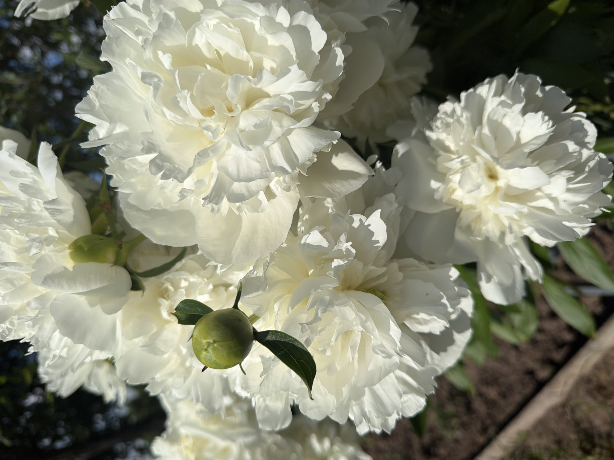 The image shows a close-up of several white peonies in bloom, with a green bud visible in the foreground. The flowers are full and layered, with delicate petals. The background is blurred, showing dark green foliage and hints of blue sky, suggesting an outdoor setting in a garden. The sunlight highlights the texture of the petals and creates shadows. No people or discernible landmarks are present to indicate a specific location within the city of Aryshkhazda, Russia.
