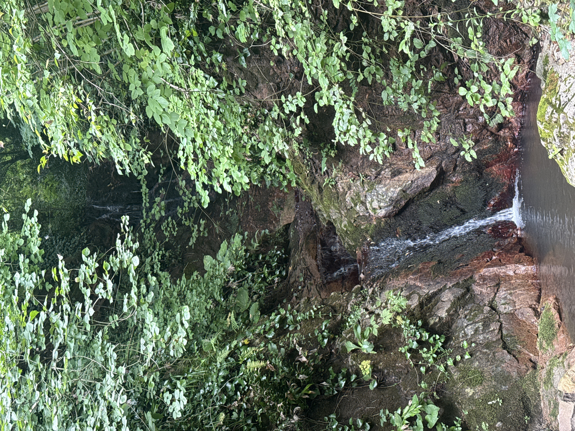 The image shows a waterfall in a forested area. The waterfall is small and cascades down a rocky slope covered in moss and vegetation. The surrounding area is lush and green with trees and plants. The water pools at the bottom of the waterfall and then flows away. There are no people or animals visible in the image. The scene appears to be natural and untouched. This is a natural landscape found in Ubisa, Georgia.