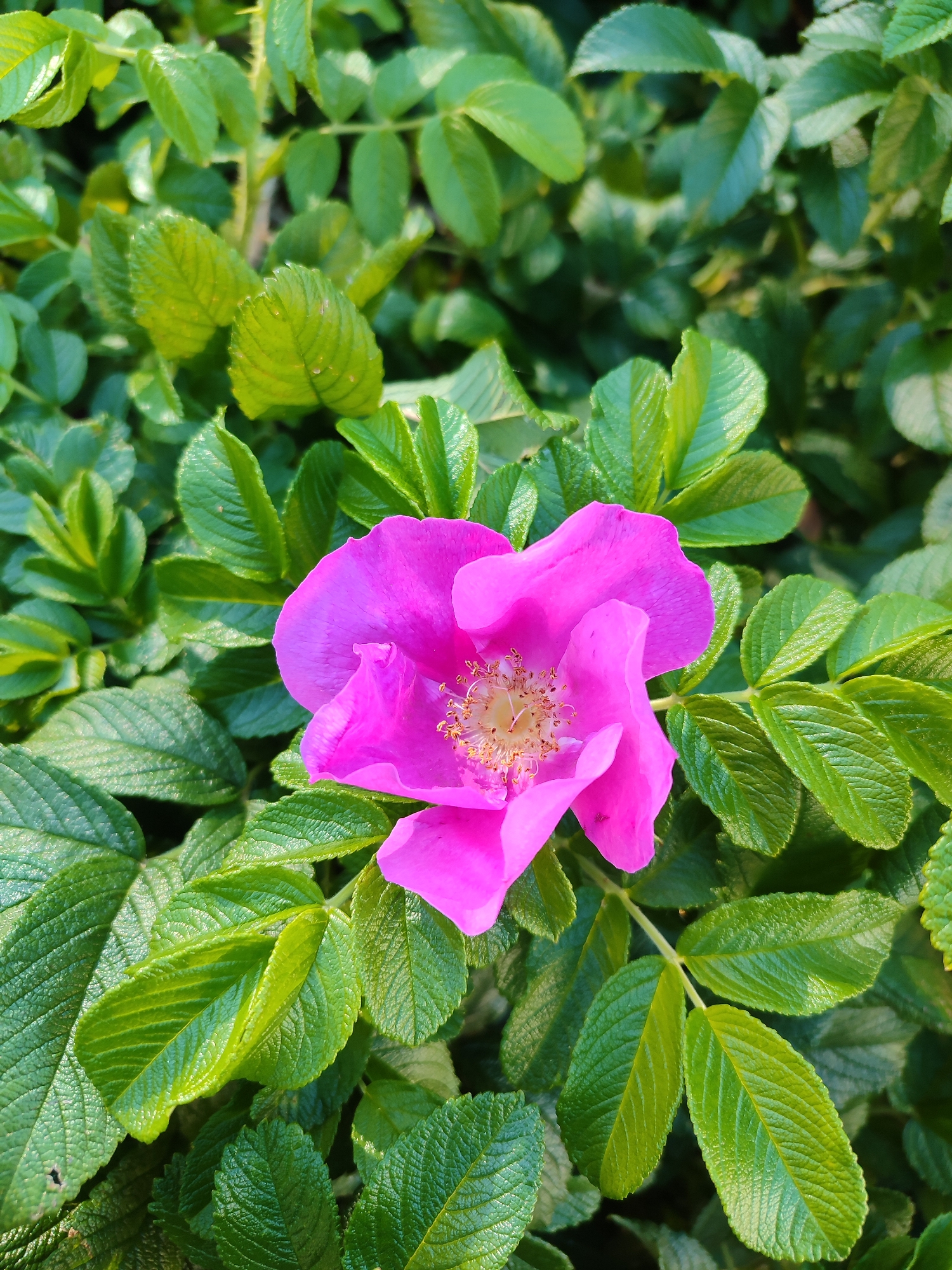 A close-up, top-down shot captures a vibrant pink rose hip flower blooming amidst a dense thicket of glossy green leaves. The flower, with its delicate petals and visible stamen, is the focal point, positioned slightly off-center to the right. The surrounding foliage is lush and textured, with the sunlight highlighting the veins and contours of each leaf. The image appears to have been taken outdoors in a natural setting, possibly a park or garden. There are no people or any specific man-made structures visible, making it impossible to determine a precise location within Saint Petersburg, Russia.
