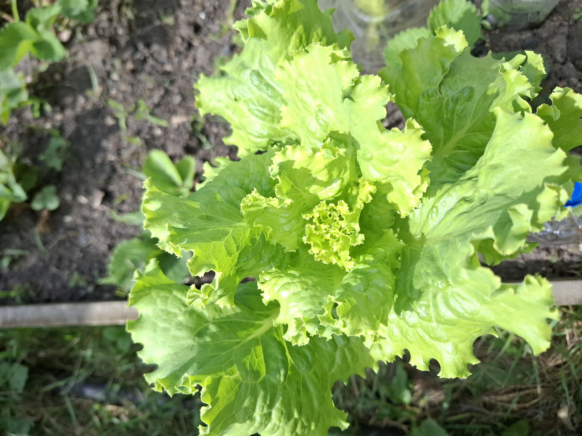 The media file depicts a close-up, overhead view of a vibrant green head of lettuce growing outdoors in what appears to be a garden. The lettuce leaves are ruffled and textured, with a bright, fresh appearance, some catching the sunlight. The background shows dark, rich soil with scattered small stones and some dry grass or weeds. A thin wooden plank or border is visible running horizontally across the lower portion of the frame, suggesting a raised garden bed or the edge of a cultivated area. In the upper right, a blurry, transparent object, possibly a plastic bottle or a cloche used for plant protection, is partially visible. The scene is illuminated by natural light, suggesting it was captured during the daytime, likely with clear skies. There is no visible text in the media file. The context provided indicates the location is Korenovsk, Russia.