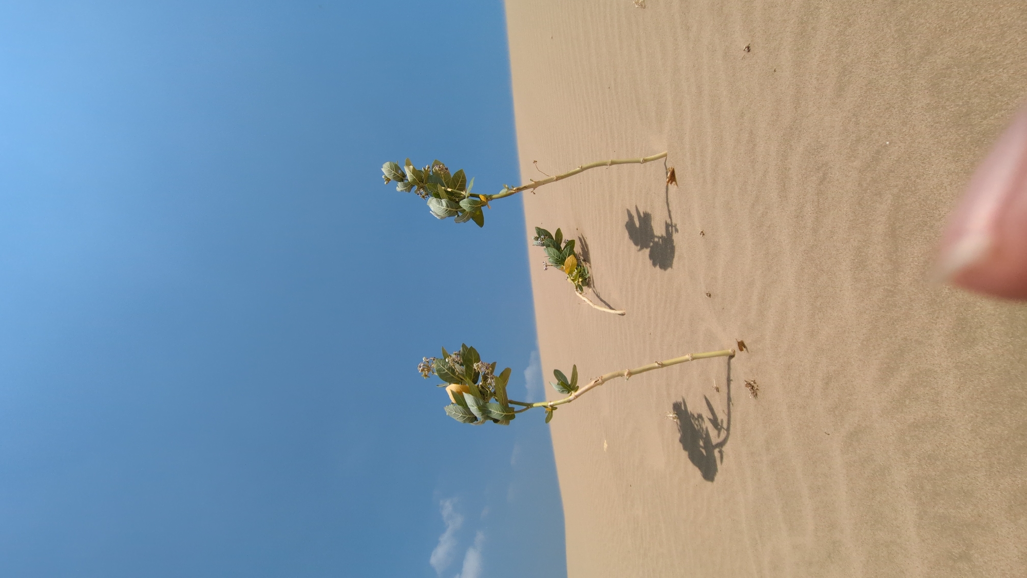 The image depicts a desert landscape with two thin, stemmed plants emerging from the sand. The plants have green leaves and small, clustered blooms. The sand is a light tan color with subtle ripples, suggesting a wind-swept surface. The sky is a clear, bright blue with a few scattered clouds near the horizon. The scene is lit by bright sunlight, as indicated by the sharp shadows cast by the plants on the sand. The location is Phuoc Dinh, Vietnam.