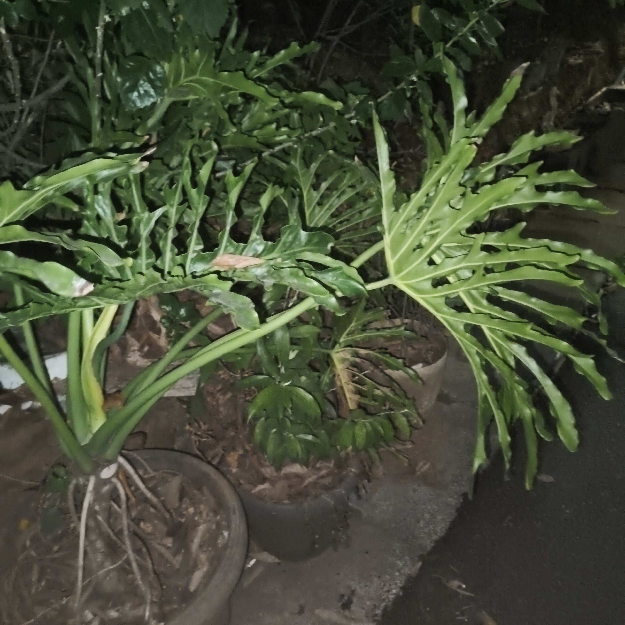 The image displays a close-up view of a tropical plant with large, deeply lobed green leaves and exposed roots, planted in a dark-colored pot. The plant is situated outdoors, with a dark background that suggests it is nighttime or a shaded area. The ground appears to be concrete or asphalt, with some dirt and leaf litter visible. In the background, there are other plants and the out-of-focus details suggest an outdoor urban environment. The specific location in South Jakarta, Indonesia, cannot be determined from the visual information provided in the image.