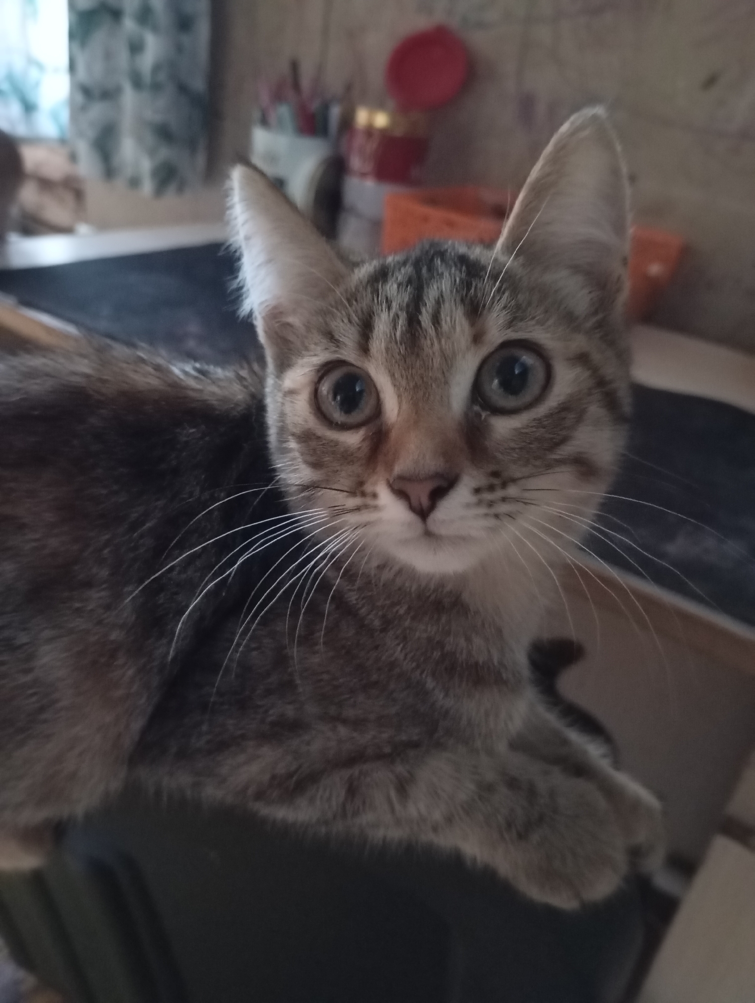 A close-up, slightly angled shot captures a tabby kitten with large, alert eyes. The kitten is looking directly at the camera, its ears pointed forward. Its fur is a mix of grey, brown, and black stripes. The background is softly blurred, showing what appears to be a domestic setting with shelves and objects on them. The lighting is warm and somewhat dim, creating a cozy atmosphere. The image was taken in the city of Фоки, Russia.