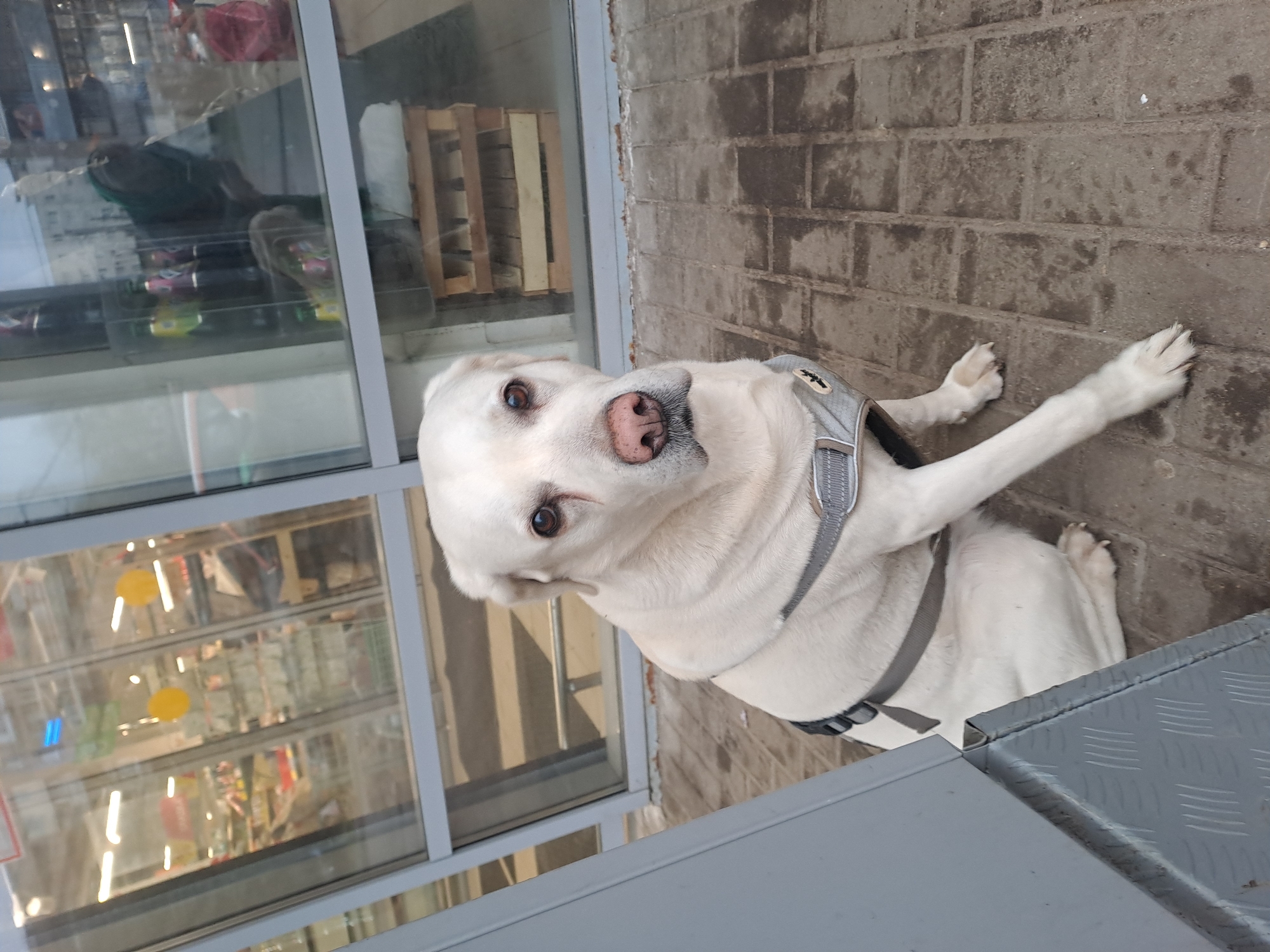 A white Labrador dog with a gray harness lies on a brick surface next to a building in Elektrostal, Russia. The dog is looking at the camera with its right leg stretched out. The building has a window displaying various items, possibly food or consumer goods.