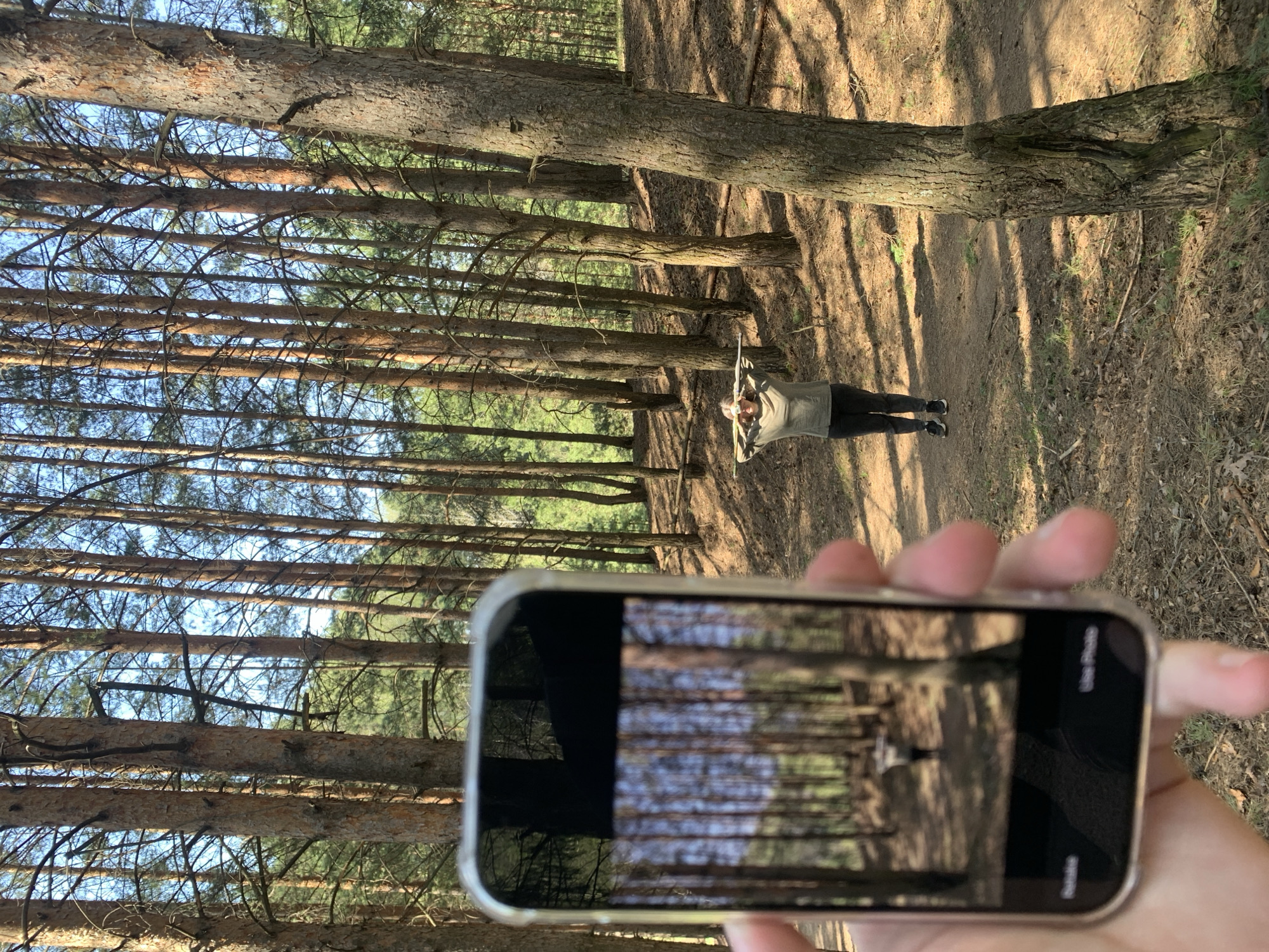 A photograph shows a forest scene. The camera's point of view is low, looking up at tall, thin trees with a blue sky visible through the branches. A person stands on a path between the trees with their arms crossed above their head. A phone is held in the foreground, displaying an image of the same scene as in the background. The location is Chaikovsky, Russia.