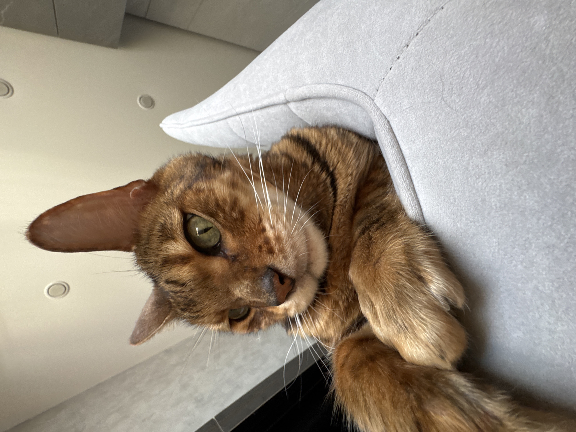 The image presents a close-up, low-angle view of a domestic cat peeking over a light gray, soft upholstered object, possibly a cushion or cat bed. The cat, likely a Bengal or similar breed, has striking golden-brown fur with distinct dark brown marbled patterns and bright green eyes that are intently focused on the viewer. Its head is tilted slightly, and numerous long white whiskers protrude from its muzzle.
The cat's front paws are visible, one resting on the gray material, which appears to be a plush or suede-like fabric with visible stitching. In the background, a light-colored ceiling with two circular recessed light fixtures is visible above the cat. Below the cat, parts of a dark, reflective surface and a light gray wall or panel are discernible, suggesting a modern indoor setting. The lighting is bright and even, illuminating the cat's features clearly. The cat's expression conveys curiosity and watchfulness. No text is visible in the image.