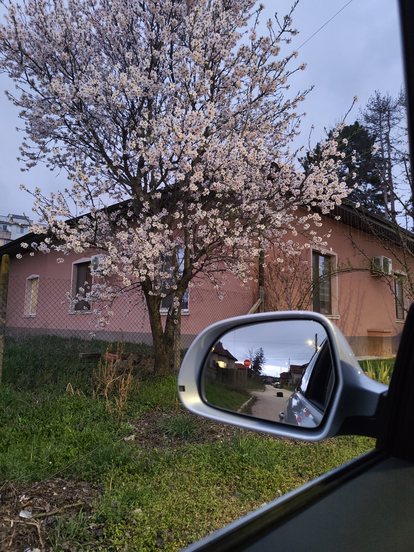 A street scene in Kozloduy, Bulgaria is viewed from inside a vehicle through the open window. A large tree with white blossoms dominates the left side of the frame, partially obscuring a light pink, single-story house with multiple windows and an air conditioning unit. A chain-link fence runs along the property line, with overgrown grass and vegetation at its base. The car's side mirror reflects a street scene showing a narrow road leading into the distance. A stop sign, streetlights, and other houses are visible in the reflection. The sky is overcast.