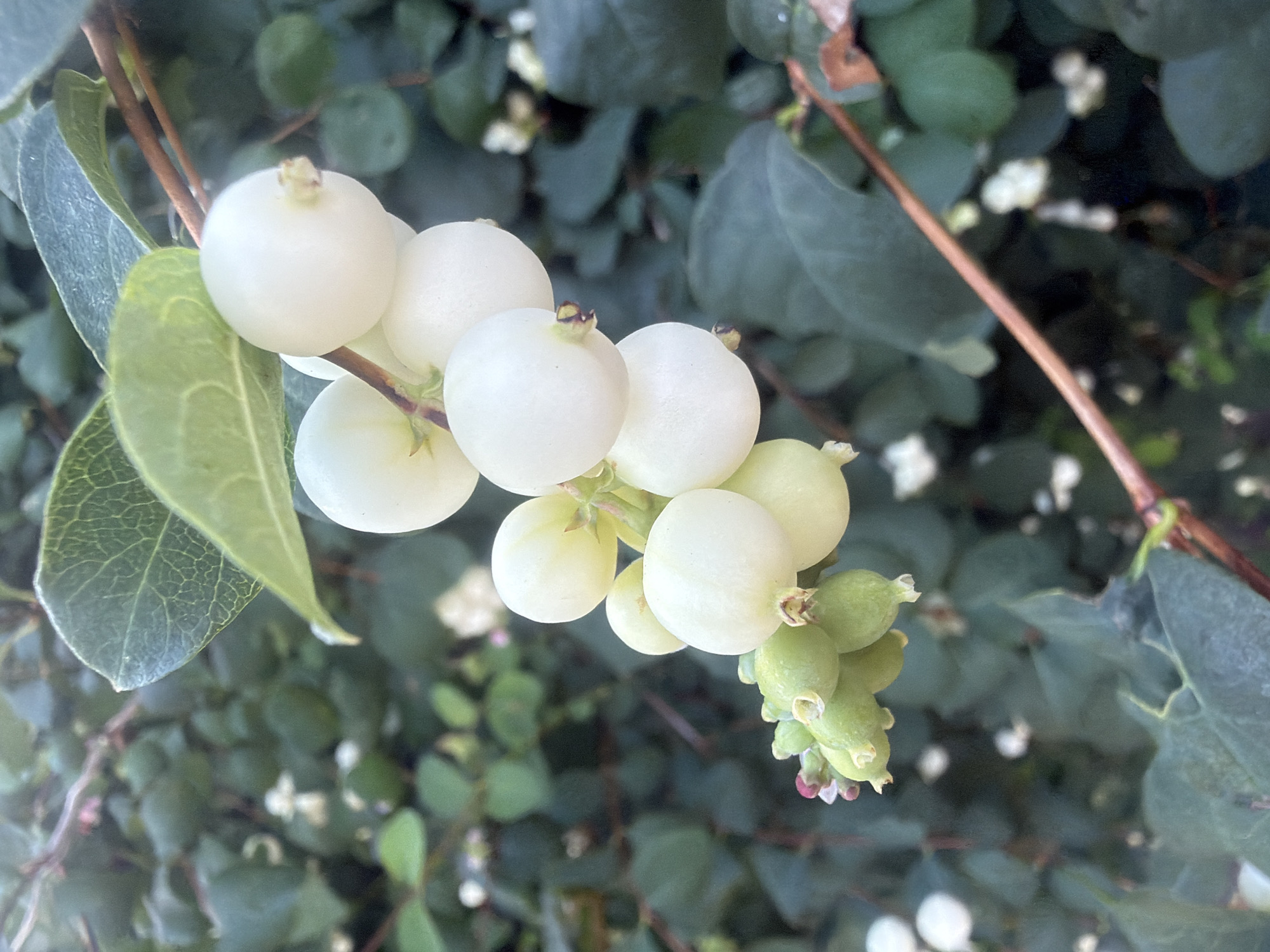 The image is a close-up, eye-level shot of a branch from a Snowberry bush (Symphoricarpos albus). Several clusters of plump, white berries are visible, some still transitioning from a green hue. Tiny pink buds and developing green berries are present at the lower left of the frame, indicating the plant is either in bloom or in early fruit development. The berries are spherical and have a smooth, matte texture. They are attached to thin, brown stems. The background consists of the dense, dark green foliage of the same or a similar plant, with some blurred white floral elements interspersed. The lighting suggests it is daytime, possibly late afternoon, with soft light illuminating the berries. The overall environment is natural and organic, focusing on the botanical subject. There is no indication of this image being located in the city of Kaliningrad, Russia.