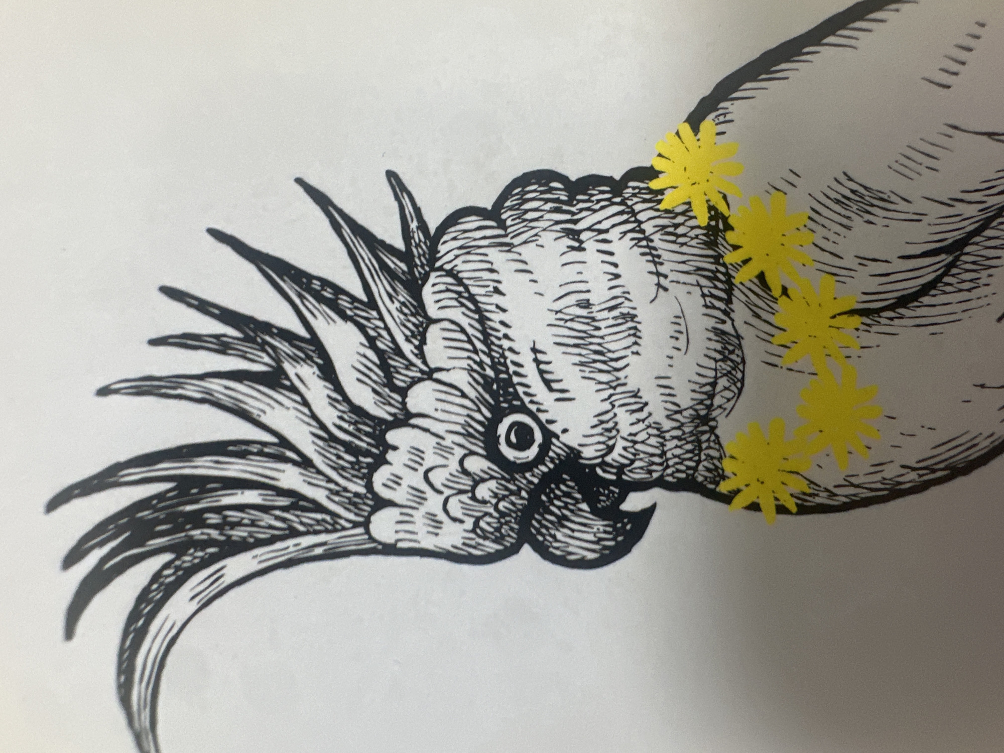 This is a black and white ink drawing of a cockatoo wearing a yellow flower lei. The cockatoo is depicted in profile, facing left. Its crest is raised, and its eye is clearly visible. The drawing is detailed, with fine lines used to create the texture of the feathers and the bird's face. Three yellow, star-shaped flowers are attached to the lei around the bird's neck. The background is plain white. There is no indication of the location in Letterkenny, Ireland.