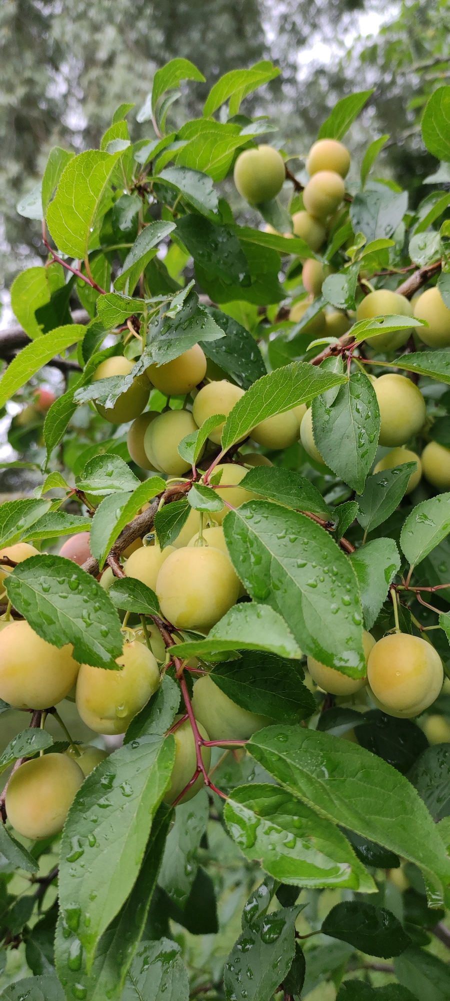 An overcast day captures a close-up view of a plum tree in Rosinka, Russia, laden with ripening, light-yellow plums. The fruits, varying in size and stage of ripeness, hang in clusters amongst lush green leaves. Water droplets cling to the leaves and some of the plums, suggesting recent rainfall. The tree branches are dark and support the weight of the abundant fruit. The background is softly blurred, indicating the focus is on the fruit and foliage. No people or animals are visible in the frame.