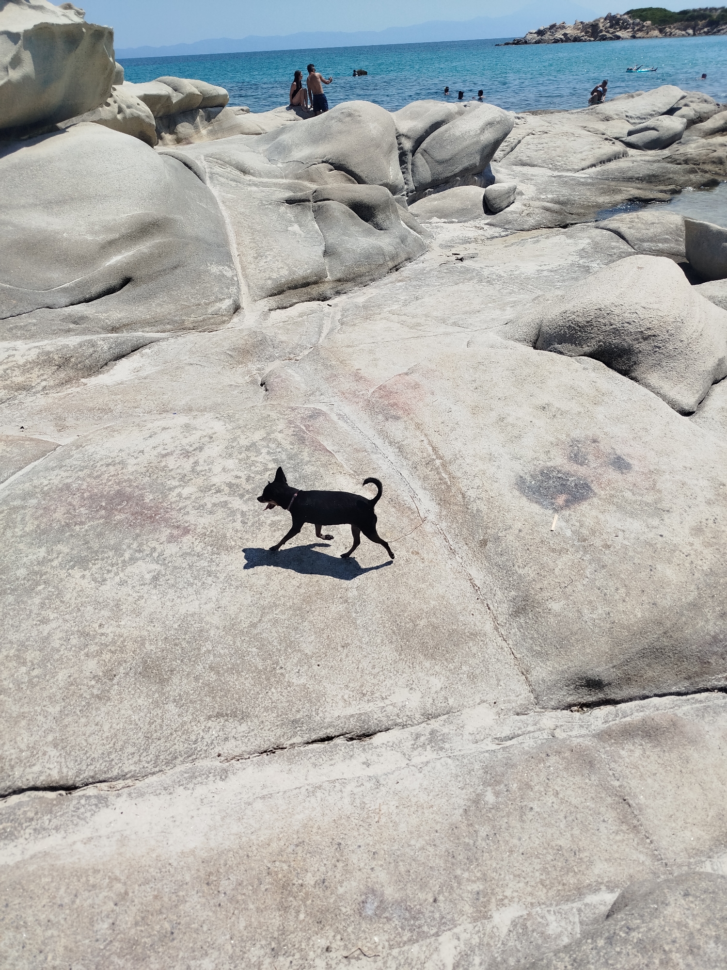 A black, short-haired dog walks across a large, smooth, light-colored rock formation on a beach in Sithonia Municipal Unit, Greece. The dog, which appears to be a chihuahua or similar small breed, is in silhouette against the bright sunlight, casting a shadow. Its mouth is open, and its tongue is visible, suggesting it might be panting. The dog is facing left, with its tail held high. In the background, the turquoise Aegean Sea is visible, with several people swimming and relaxing on other rocks and in the water. The rocky landscape is typical of the Sithonia peninsula, known for its beautiful beaches and unique geological formations.