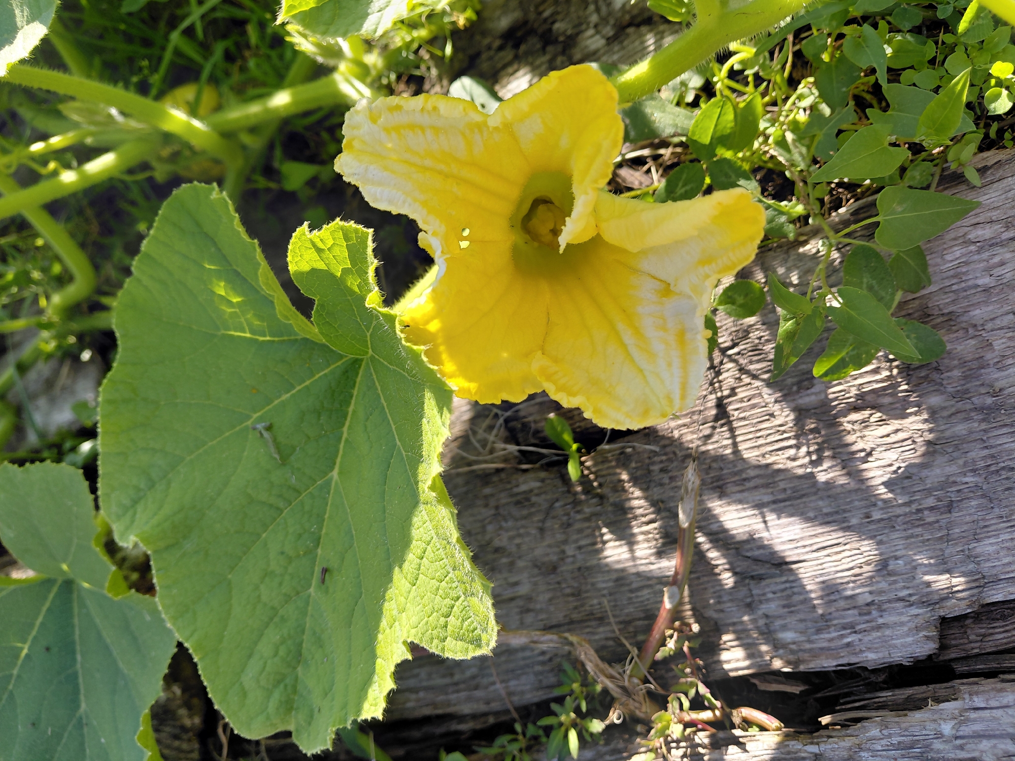 A bright yellow squash blossom with white accents is in full bloom, positioned on the right side of the frame. It is surrounded by large, green squash leaves, one of which is prominently featured on the left side of the image, casting a shadow on a weathered wooden surface below. The wooden surface appears to be part of a rustic fence or a discarded piece of lumber, showing cracks and vertical grain. Small green plants and grass are growing around the base of the squash plant and in the crevices of the wood. Sunlight illuminates the scene, creating dappled shadows on the wood and highlighting the textures of the leaves and petals. The background is softly blurred, showing more of the squash plant's vine and foliage, suggesting an outdoor garden setting in Malinovka, Russia. There are no people or animals visible in the image.