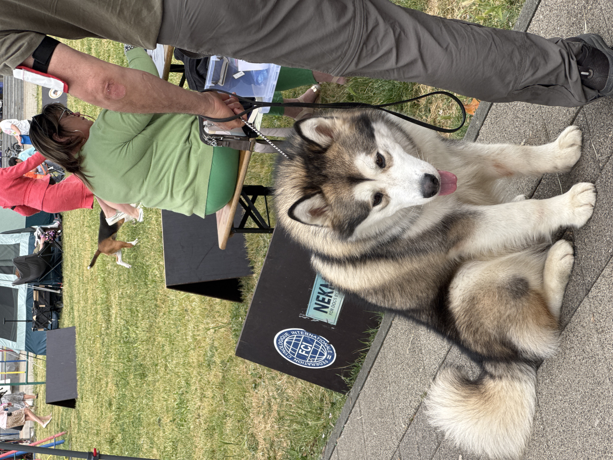 Captured outdoors, presumably in the city of Bar, Montenegro, the image features a large Alaskan Malamute lying on a paved surface. The dog has a thick, multi-toned coat of white, gray, and black fur. A black leash is attached to its collar, held by an adult male wearing gray-green pants and a black shoe. The person’s arm has a band around it.
An adult female is seated on a folding chair to the side, wearing a green shirt and glasses. She is facing away from the camera. A small dog runs across the grass next to her.
Behind the dog is a black rectangular object with the words "NEKA FOR DOG'S BY" in white text. Below that, is an oval sticker with a globe-like design and the text "FEDERATION CYNOLOGIQUE INTERNATIONALE" surrounding the letters "FCI."
The ground surface transitions from paved to grass. Tents and canine agility equipment are visible in the background. Other people are also present in the background.