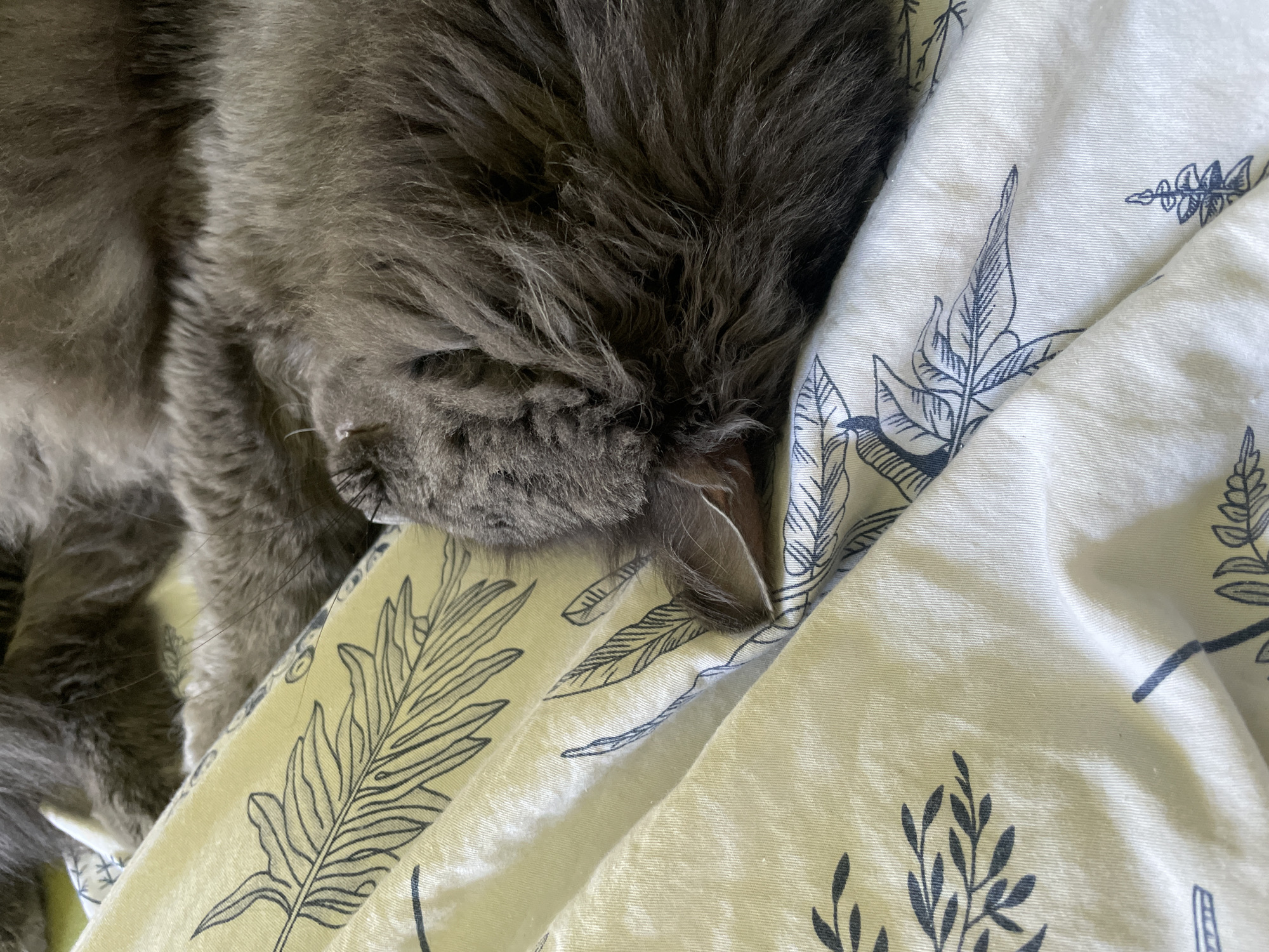 A close-up shot shows a gray cat sleeping on a white fabric with a blue leaf pattern. The cat is curled up with its head tucked into its body, partially obscured by its fur. The fabric appears to be a duvet cover or sheet, with natural lighting creating soft shadows. The scene is peaceful and domestic, suggesting a comfortable resting place for the animal. No specific location in Boreti, Montenegro, can be identified from the image.