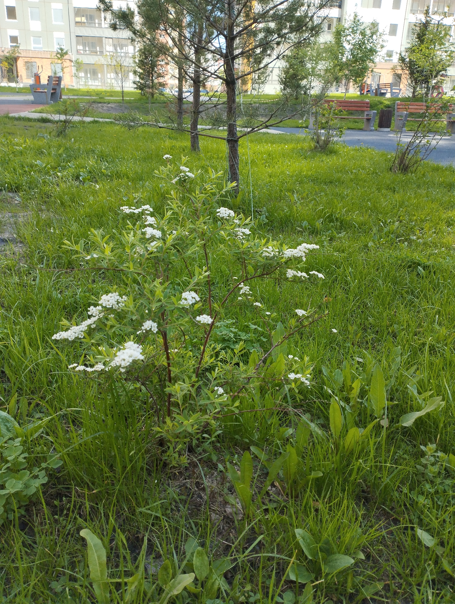 The image shows a grassy area in what appears to be a park or green space in Sadovyy, Russia. In the foreground, there is a small shrub with white flowers. The grass is long and slightly overgrown, with some weeds and other plants mixed in. In the background, there are trees and benches suggesting a public space. A multi-story building is visible in the far background. The lighting indicates it is daytime. No people are visible in the scene.