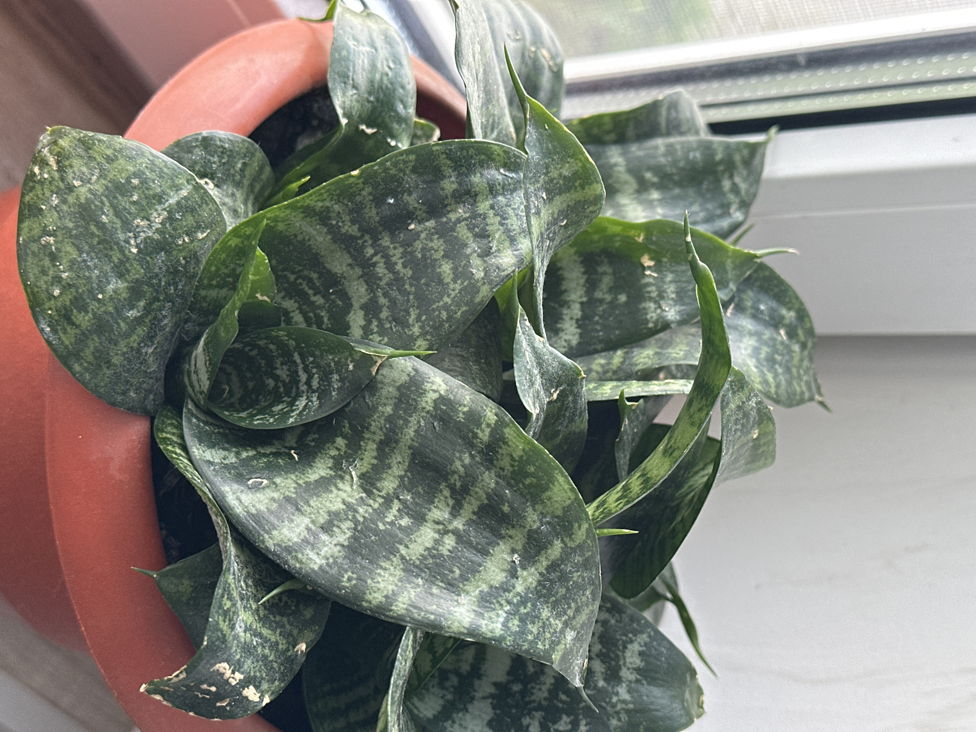 A snake plant, characterized by its broad, dark green, variegated leaves with lighter green stripes, is situated in a red plastic pot. The plant is positioned near a window with a sheer curtain, suggesting an indoor setting. The lighting indicates it might be daytime, with natural light filtering through the window. The plant appears healthy and well-maintained. The image does not provide any information or context about the city of Hora, Ukraine.