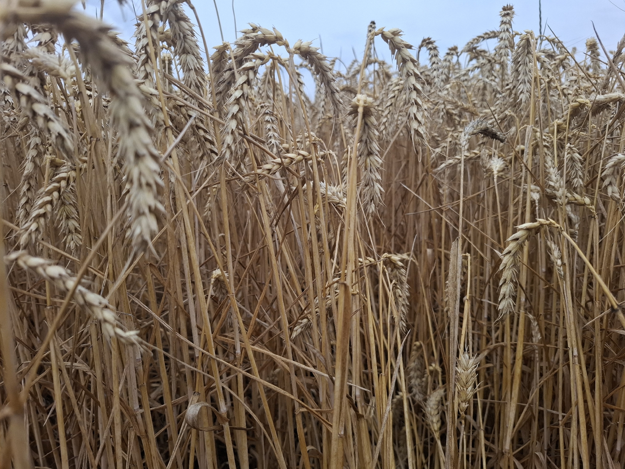 The image depicts a dense field of ripe wheat, its stalks a golden-brown hue, reaching towards a pale blue sky. The perspective is low, looking up into the wheat heads, creating a sense of immersion in the crop. Many stalks are blurred due to the shallow depth of field, with a few in sharper focus, showcasing the textured grain heads. The environment appears rural, characteristic of agricultural land. There are no people or discernible structures in the frame. The overall impression is one of a natural, agricultural landscape under a cloudy sky. No specific location in the city of Topaly, Ukraine can be identified from the image itself.