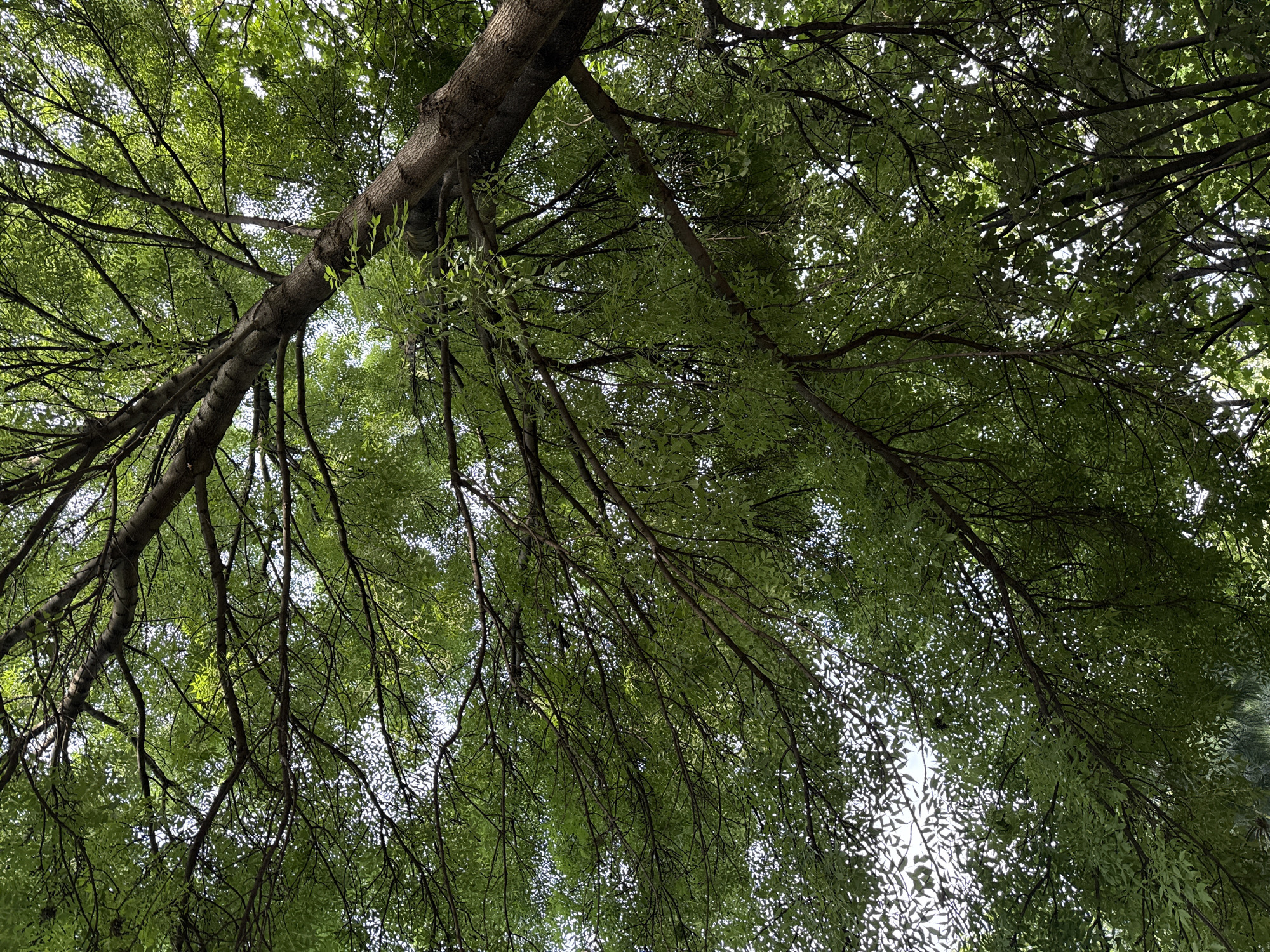 The image is a low-angle shot looking up through the branches and dense green leaves of a tree. The sky is visible through the foliage, suggesting it is daytime. The light filtering through the leaves creates a dappled effect. The tree appears mature with a thick, textured trunk and numerous branches extending outwards and downwards. The leaves are small and feathery, creating a lush canopy. The overall impression is one of being under a large, verdant tree, perhaps in a park or garden setting. No people or specific objects are visible, and the scene is natural and serene. The location context provided is Plovdiv, Bulgaria, which does not offer further visual cues within the image itself. There is no visible text.