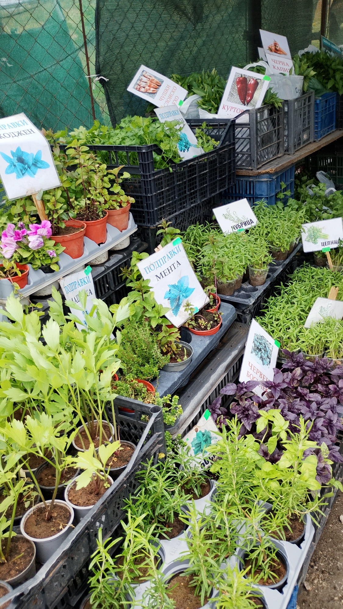 The image depicts an outdoor stall selling various potted herbs and plants, likely at a farmer's market or garden center. The stall is covered by a green mesh net. Several black plastic crates are used to display the plants, stacked on shelves and on the ground. White signs with Cyrillic text and images of the plants are placed in front of many of the pots.
Visible plants include:
* **Mint:** Identified by a sign reading "ПОДПРАВКИ МЕНТА".
* **Basil:** Dark purple basil leaves are prominently displayed in the lower right quadrant.
* **Rosemary:** Numerous potted rosemary plants are arranged in grey plastic trays.
* **Lovage:** A large grouping of plants with bright green, feathery leaves, likely lovage, is in the lower left.
* **Other herbs:** Many smaller potted plants with various green leaves are visible, suggesting a variety of herbs are for sale. Some signs have images of peppers and other vegetables, indicating that vegetable starts might also be available.
The overall scene is one of a vibrant market with a focus on fresh produce and herbs. The specific location in Sofia, Bulgaria, cannot be determined from the visual information alone.