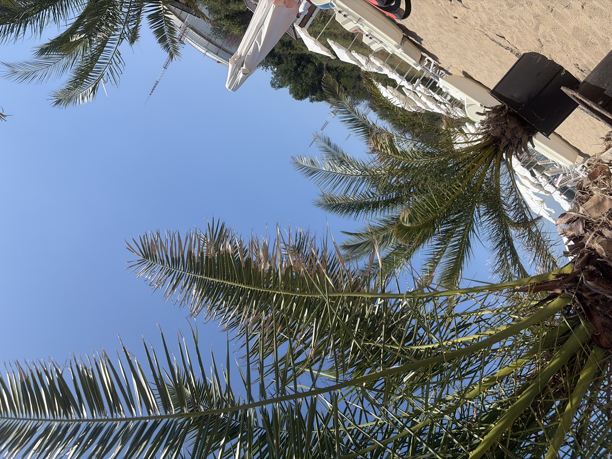 The image depicts a sunny day at a beach in Burgas, Bulgaria. The foreground is dominated by the fronds of palm trees, viewed from a low angle looking upwards towards a clear blue sky. In the background, rows of white lounge chairs and umbrellas are set up on the sandy beach. Further in the distance, lush green trees and foliage line a hillside. A construction crane is visible against the sky, suggesting ongoing development in the area. The overall scene conveys a relaxed, summery atmosphere typical of a seaside resort.