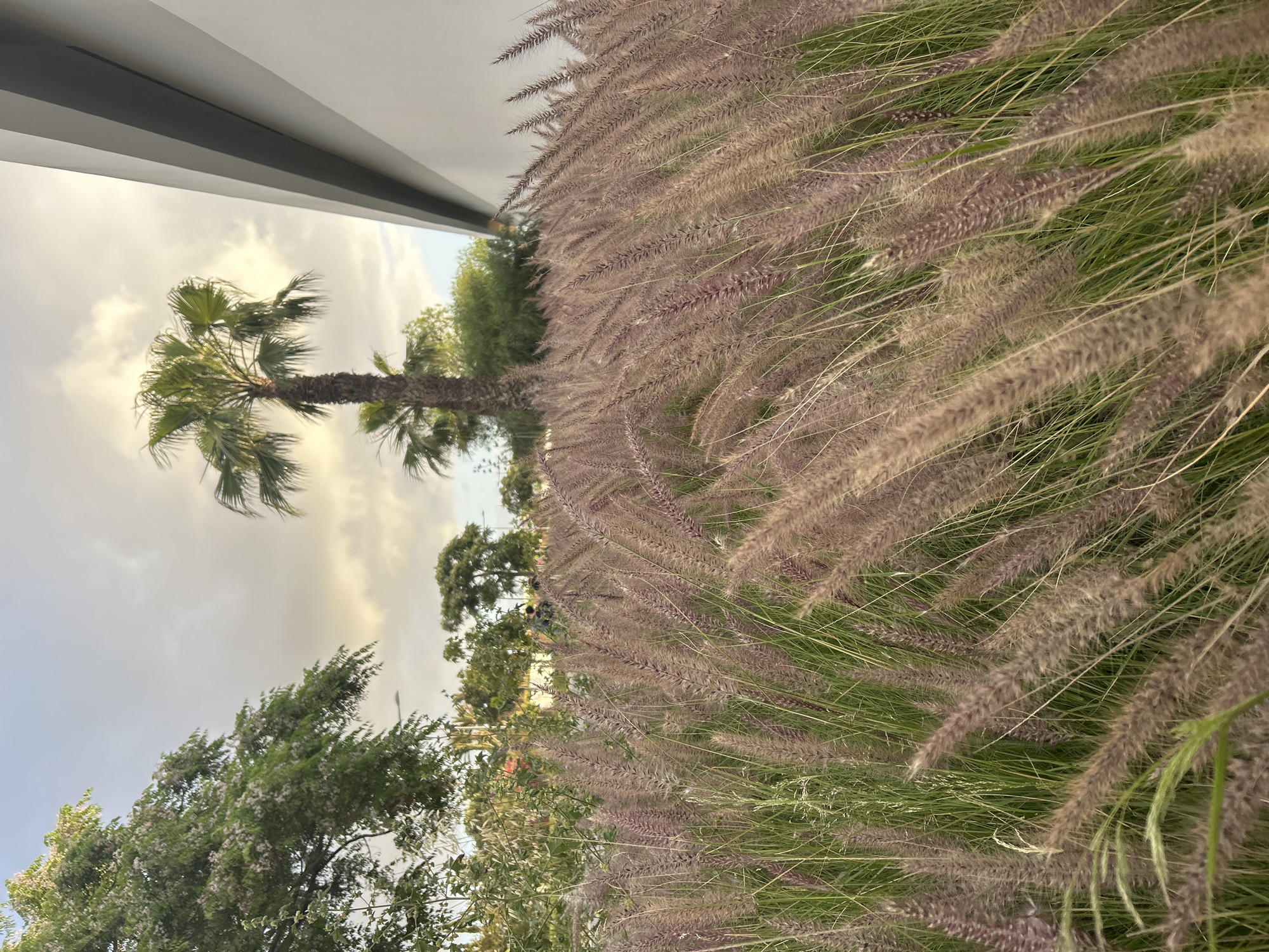 The image shows a close-up of ornamental grasses in Casablanca, Morocco. A tall palm tree and other trees are visible in the background under an overcast sky. The grasses are a mix of green and light purple/brown. A portion of a modern building with gray lines is in the upper left. The photograph is taken at an angle.