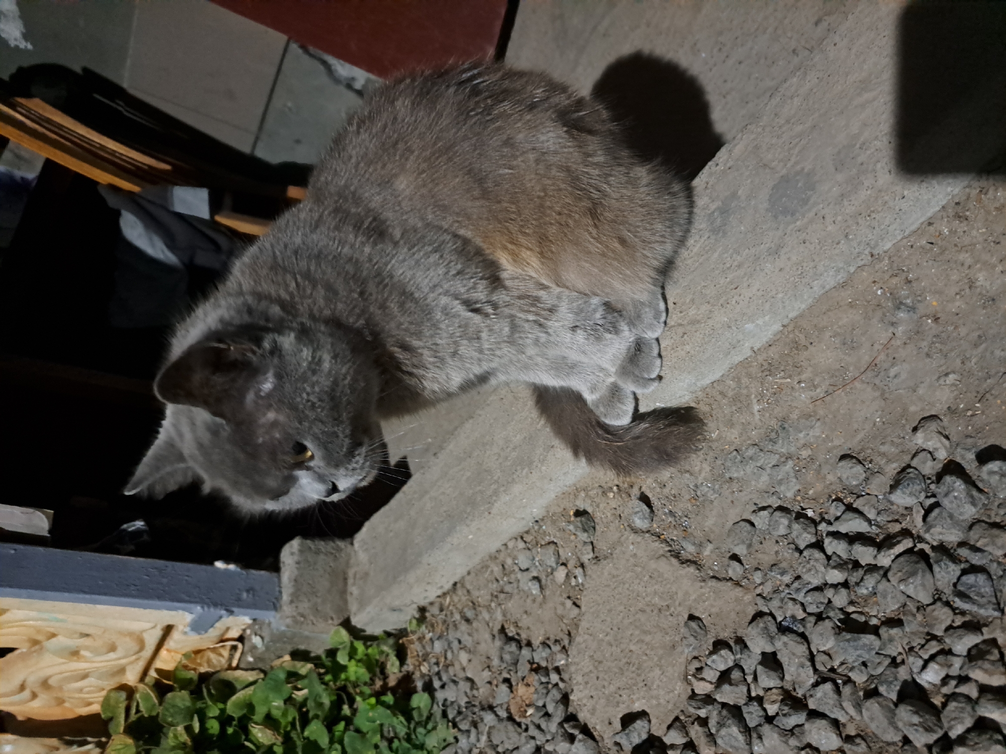 A gray cat with yellow eyes is sitting on a concrete ledge. The cat is facing left and appears to be looking at something off-camera. The background is dark and out of focus, but it appears to be an outdoor setting with some foliage and a wooden chair. The ground is covered with small gray rocks. The image was taken in Vypasne, Ukraine.