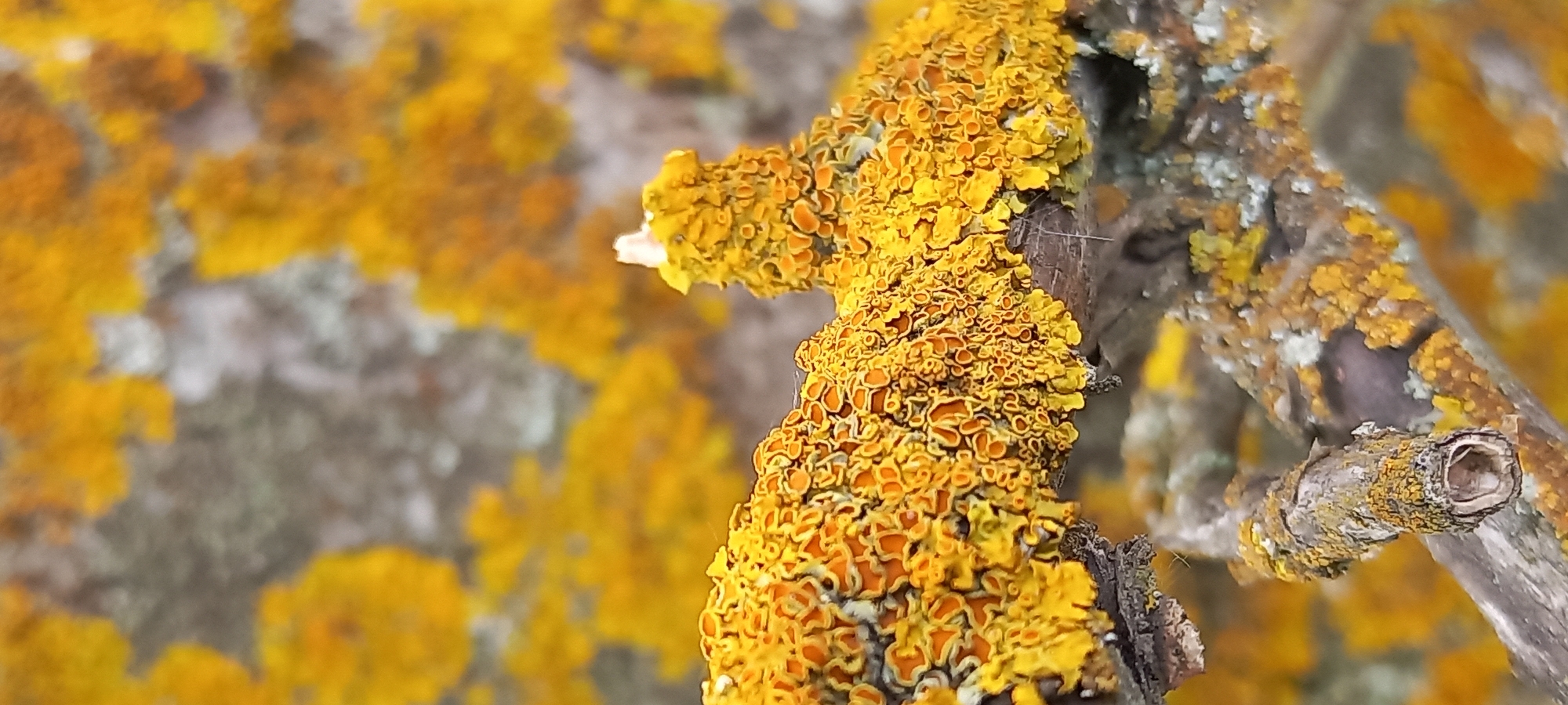 This close-up photograph features a section of a tree branch densely covered in vibrant yellow and orange lichen. The branch, primarily brown and grey, extends through the mid-ground and right side of the frame, acting as the host for the colorful growth. The lichen displays a textured, crust-like or foliose appearance, with numerous small, irregular, and often circular structures that are predominantly bright yellow, interspersed with patches of deeper, vivid orange.
The background is softly blurred, presenting indistinct shapes of yellow, grey, and brown, suggesting additional lichen-covered surfaces or natural elements further from the camera. The lighting is bright, indicating a daytime setting, which enhances the rich colors of the lichen. No specific activity or event is depicted, and the image does not contain any visible text. The scene captures a natural, outdoor environment, consistent with the location context of Kryvyi Rih, Ukraine, highlighting the intricate details of the symbiotic organisms on the tree bark.