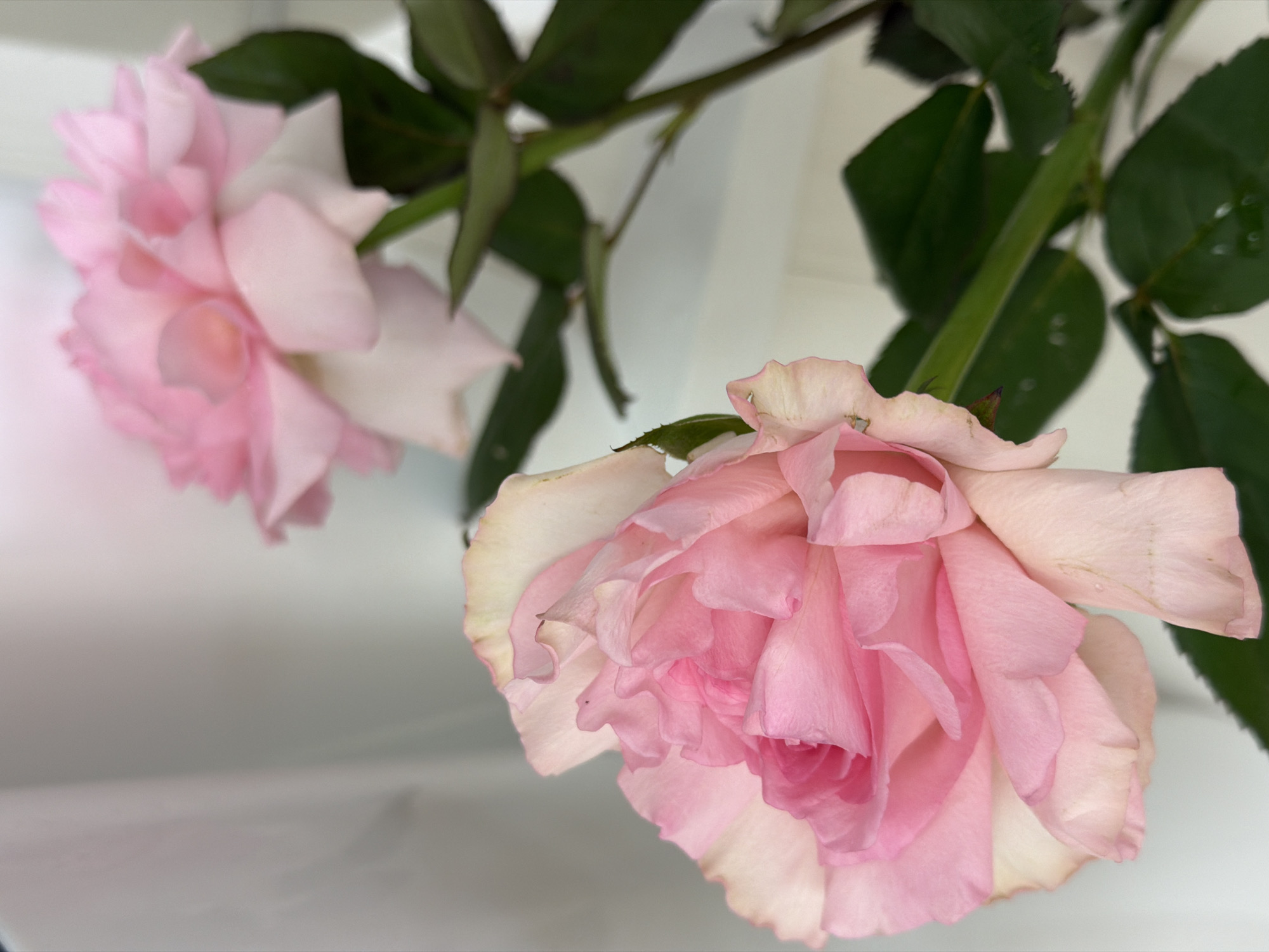 Two pink roses are depicted in a close-up shot. The rose in the foreground is larger and more detailed, with ruffled petals ranging from a soft pink to a lighter, almost white hue at the edges. The second rose, further in the background and slightly out of focus, is also pink and appears to be in a similar stage of bloom. Dark green leaves and a stem are visible, trailing downwards and to the right of the frame. The background is a plain, light-colored surface, possibly a wall or fabric, that is uniformly lit and out of focus. The overall lighting is soft, highlighting the delicate textures of the rose petals. There are no people or any indications of a specific location within a city.