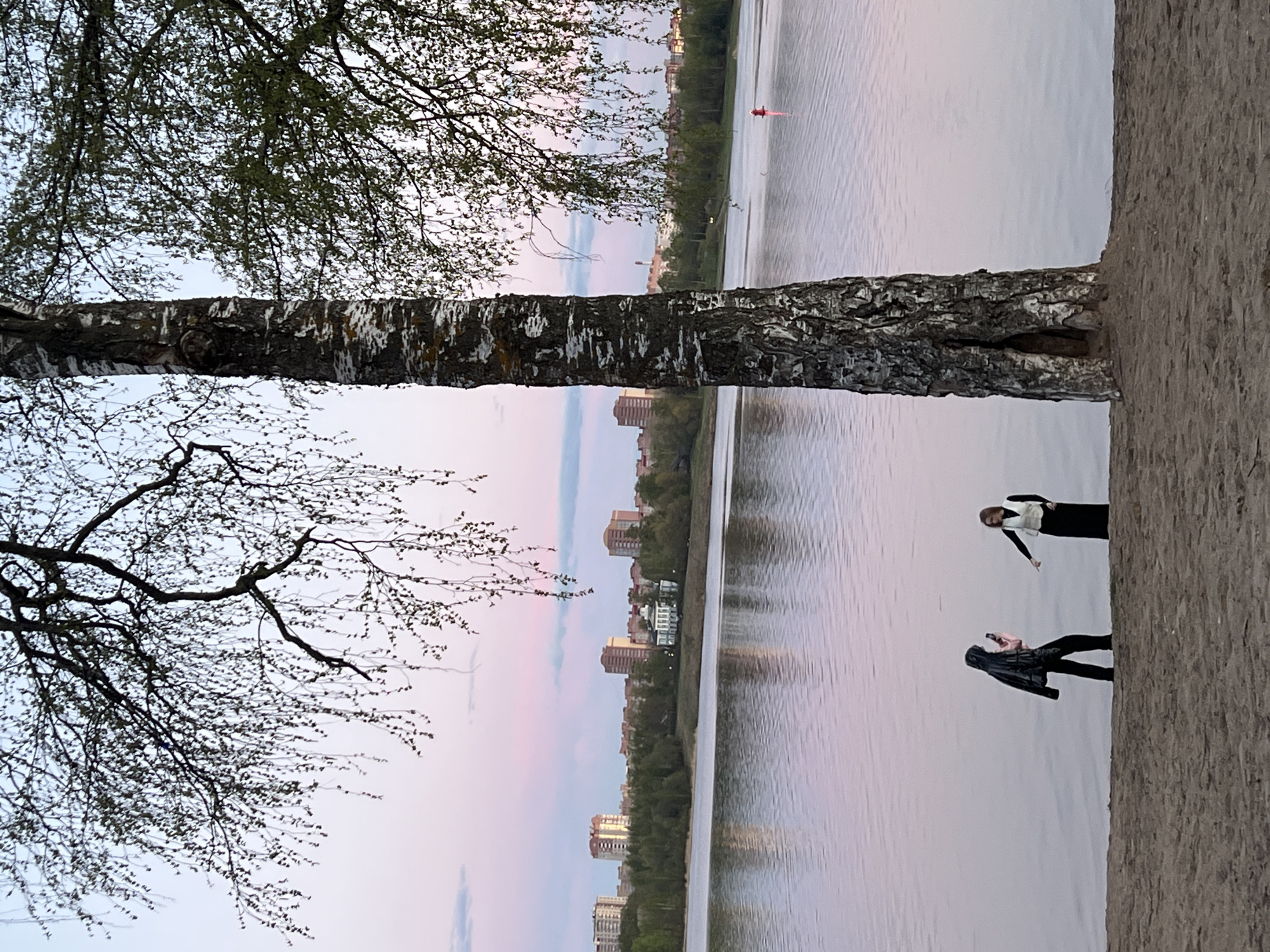 The image depicts a lakeside scene, likely in Cherepovets, Russia, given the urban landscape in the background. A birch tree dominates the foreground, with its trunk extending horizontally across the frame. Its branches, some bearing leaves, reach upwards and to the left. The lake stretches into the background, reflecting a pink-tinged sky. Buildings and trees line the opposite shore. Two people are on the right side of the photo, standing near the lake's edge. One is wearing black clothing and appears to be taking a photo with a mobile phone, while the other is wearing a white vest over black clothing and seems to be pointing towards the lake.