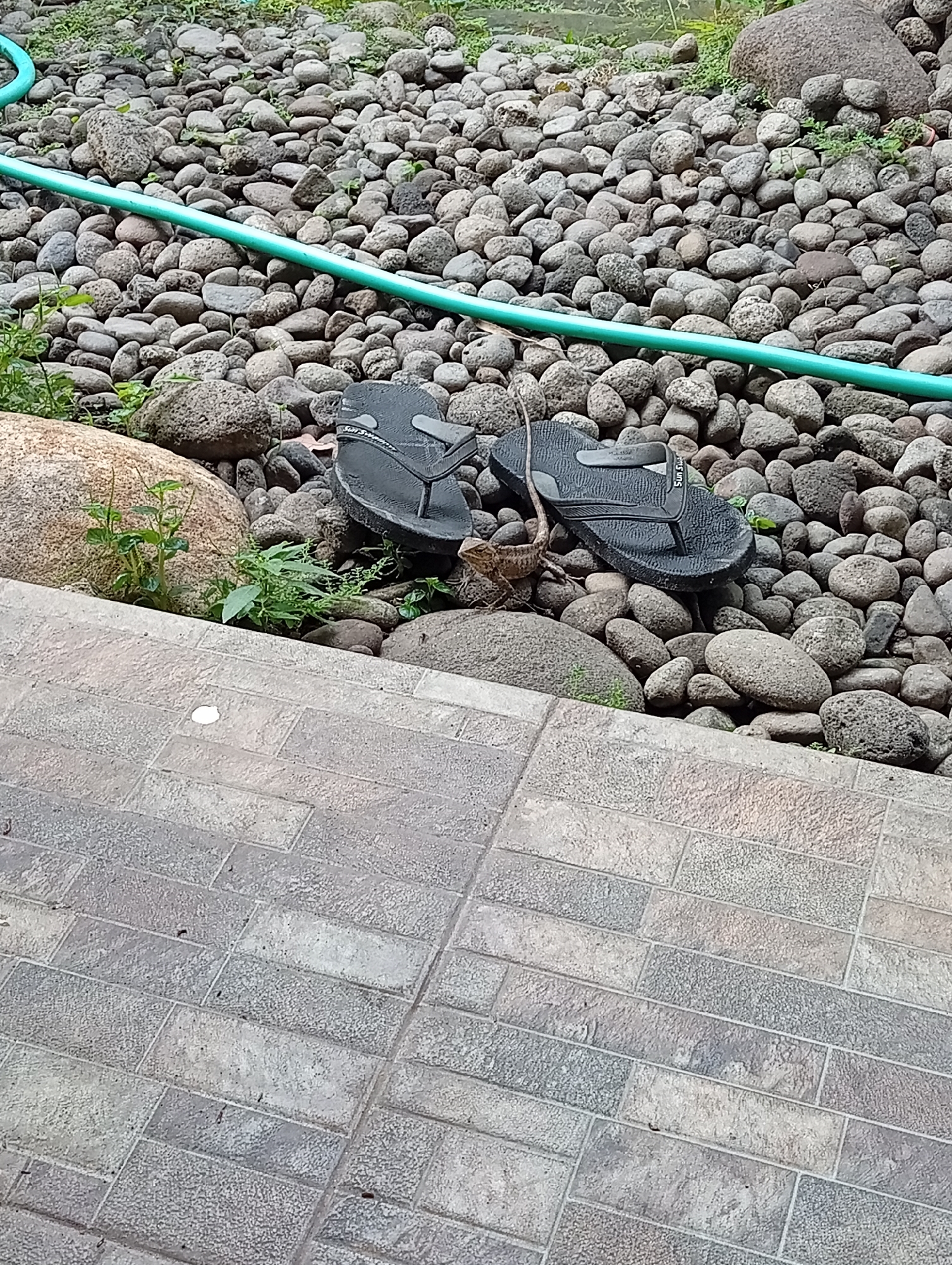 The image depicts an outdoor scene with a ground covered in rounded stones and pebbles. A green hose lies across the stones. In the center of the frame, a pair of black flip-flops is placed side by side. A lizard is positioned between the two flip-flops, its body extending towards the right. To the left of the flip-flops, a large tan-colored rock is visible, with small green plants growing around its base. In the foreground, a tiled pathway made of rectangular stone-like tiles is present. The overall environment appears to be a garden or yard area. The location is specified as Kediri City, Indonesia.